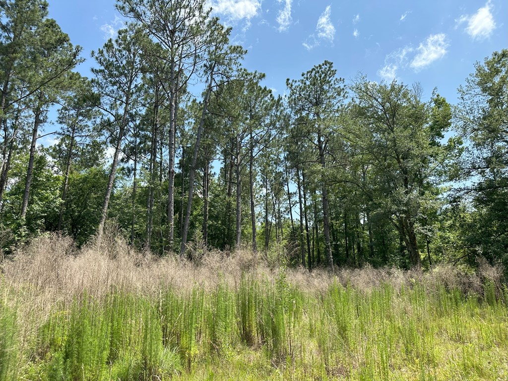 Lot 7 South Springhill Road Gordon, AL 36343 - Photo 10 of 14