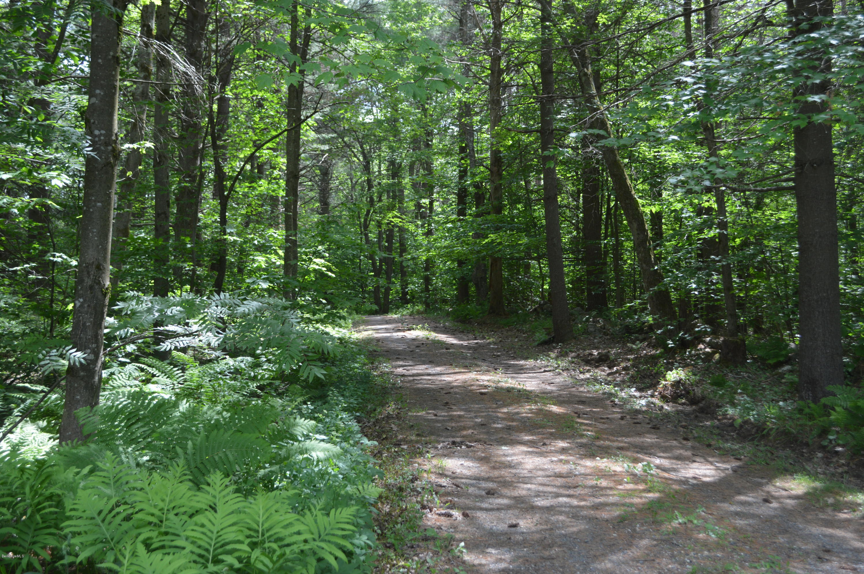 115 Webster Road Tyringham, MA 01264 - Photo 2 of 23 a view of outdoor space and trees