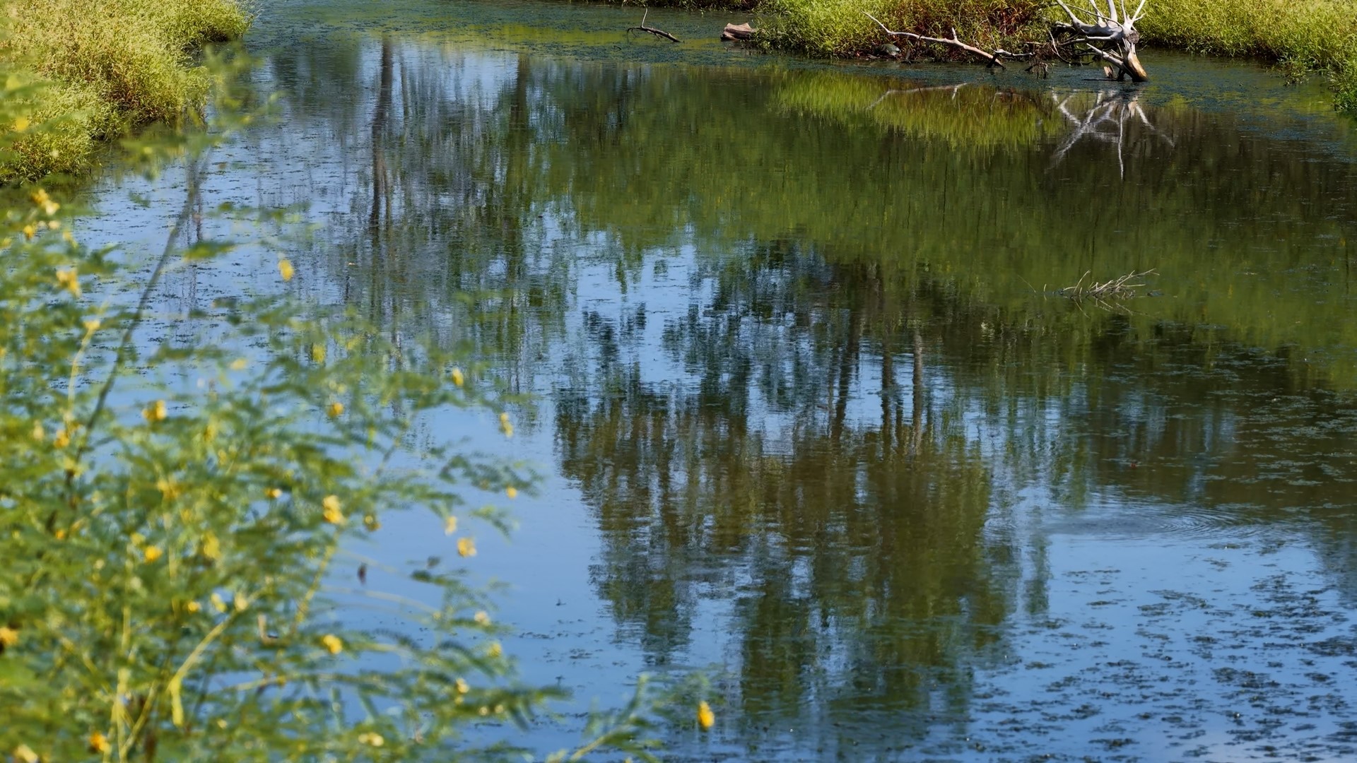218 Little Ranch Road Red Rock, TX 78662 - Photo 30 of 33 Mature trees reflect on the tranquil surface of a natural pond bordering the property.