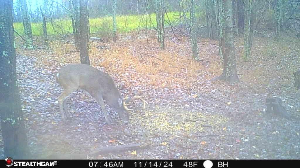 700 Clay Camp Road Hitchins, KY 41146 - Photo 72 of 108 Buck