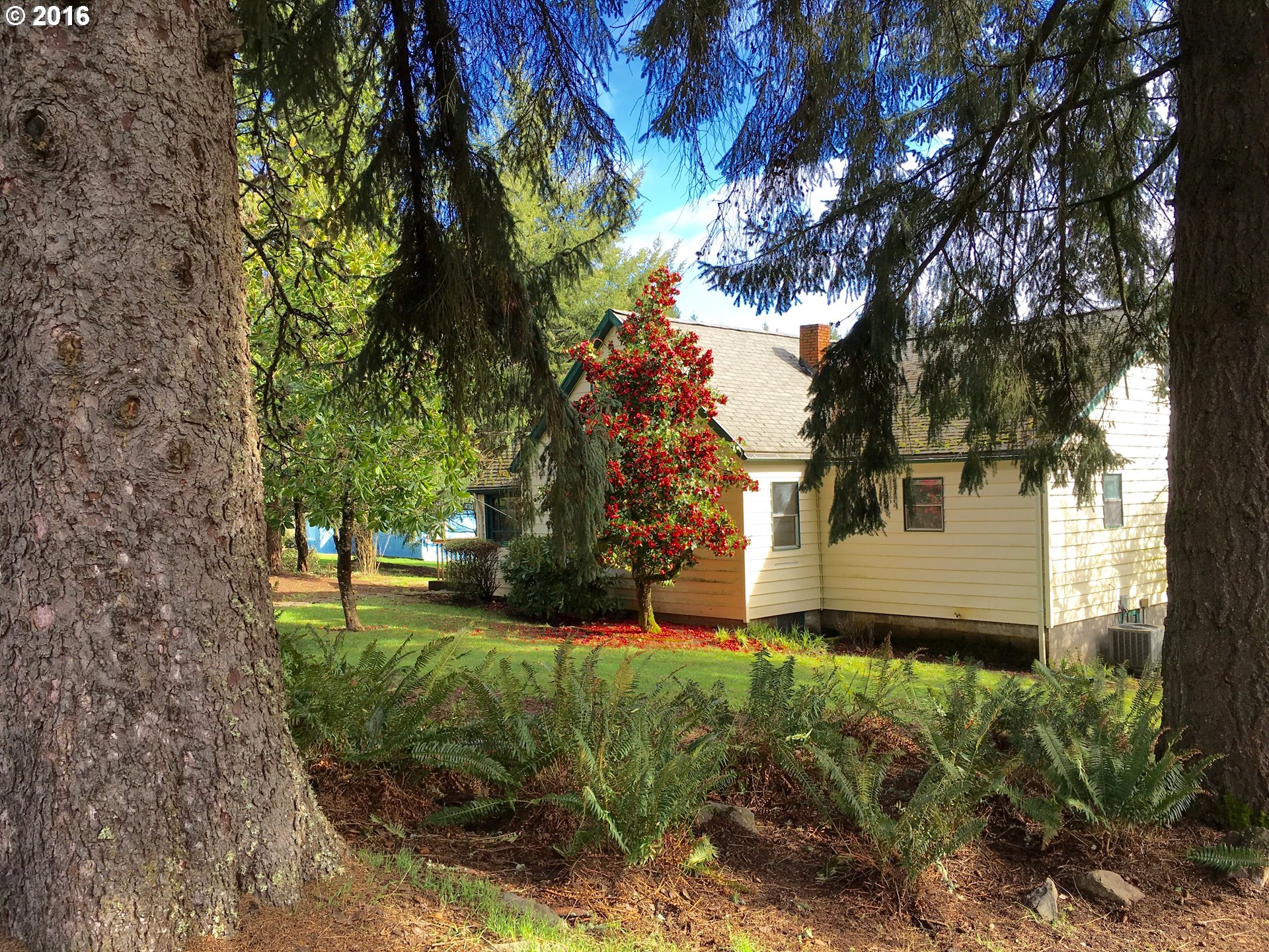 17640 Southwest Neugebauer Road Hillsboro, OR 97123 - Photo 1 of 30 a view of a yard with plants and large trees