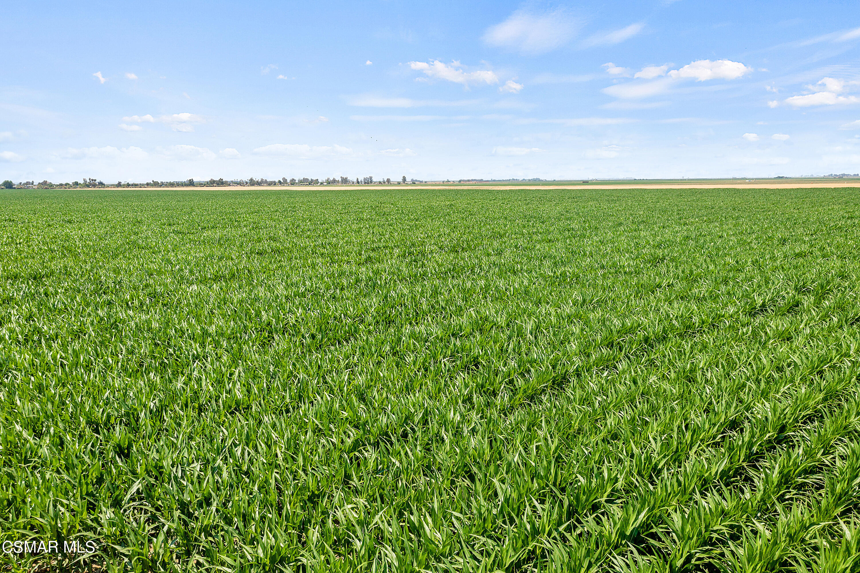 Millux Road Arvin, CA 93203 - Photo 2 of 10 a view of a big yard with a house in the background