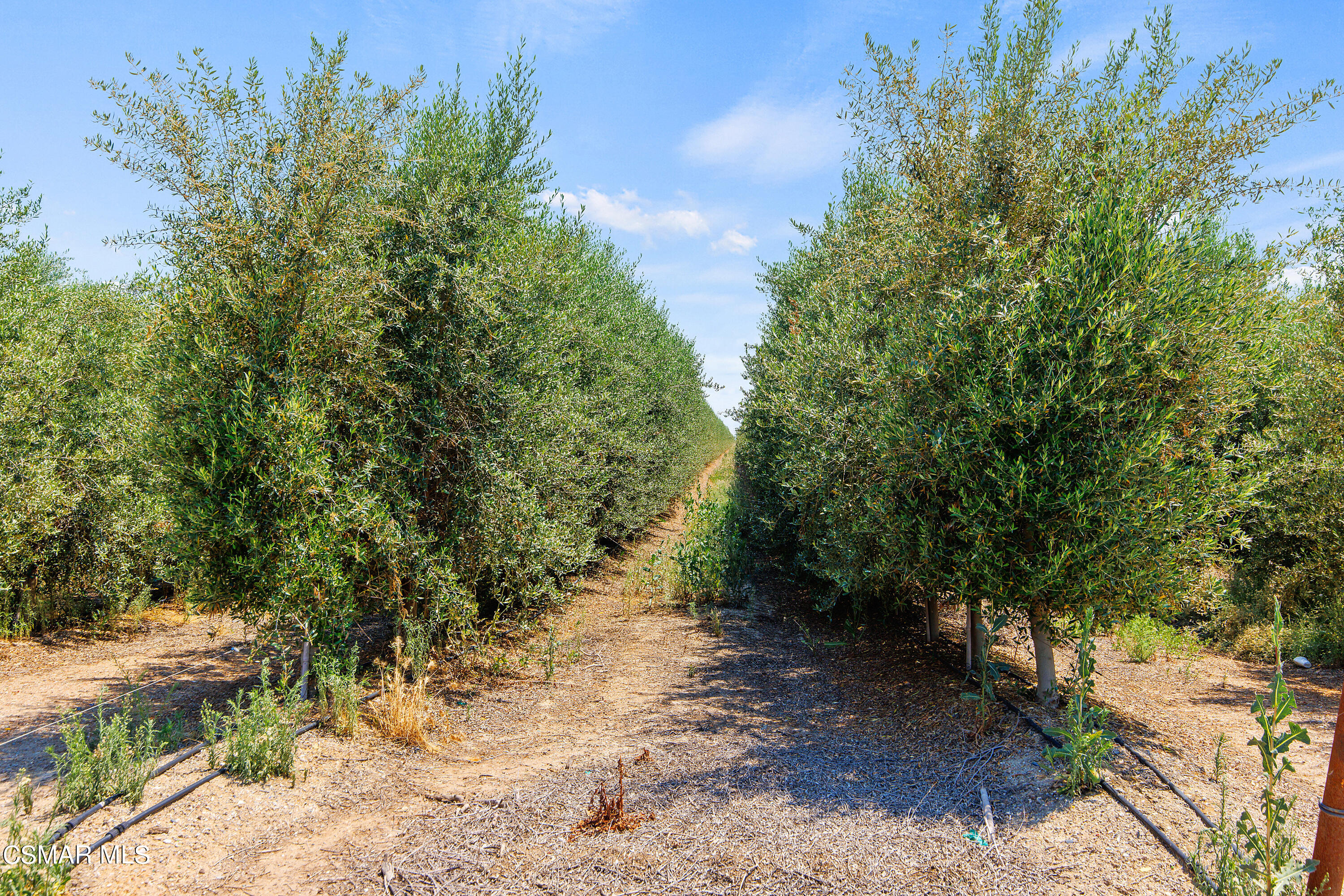 Millux Road Arvin, CA 93203 - Photo 4 of 10 a view of a yard with plants and trees