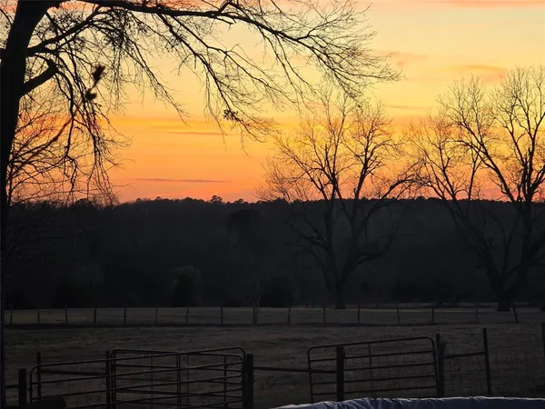 a view of backyard with a tree