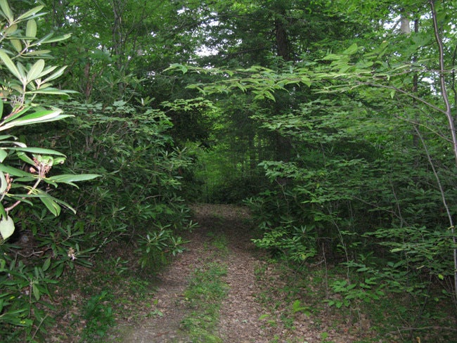 100 Deepwell Road Nettie, WV 26681 - Photo 3 of 14 Big Rock Forest-2