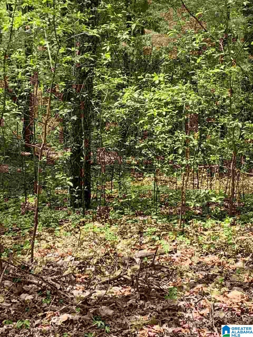 Cove Road, Unit ACERAGE Wilsonville, AL 35186 - Photo 5 of 5