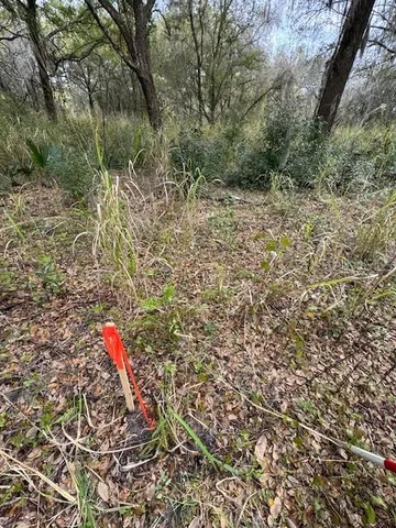 a close up of a plant in a yard