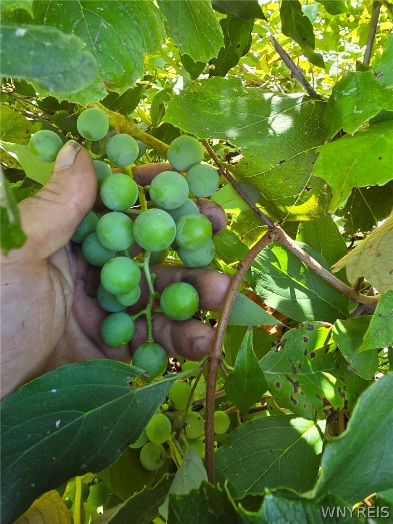 4282 Gun Barrel Road Yorkshire, NY 14042 - Photo 31 of 31