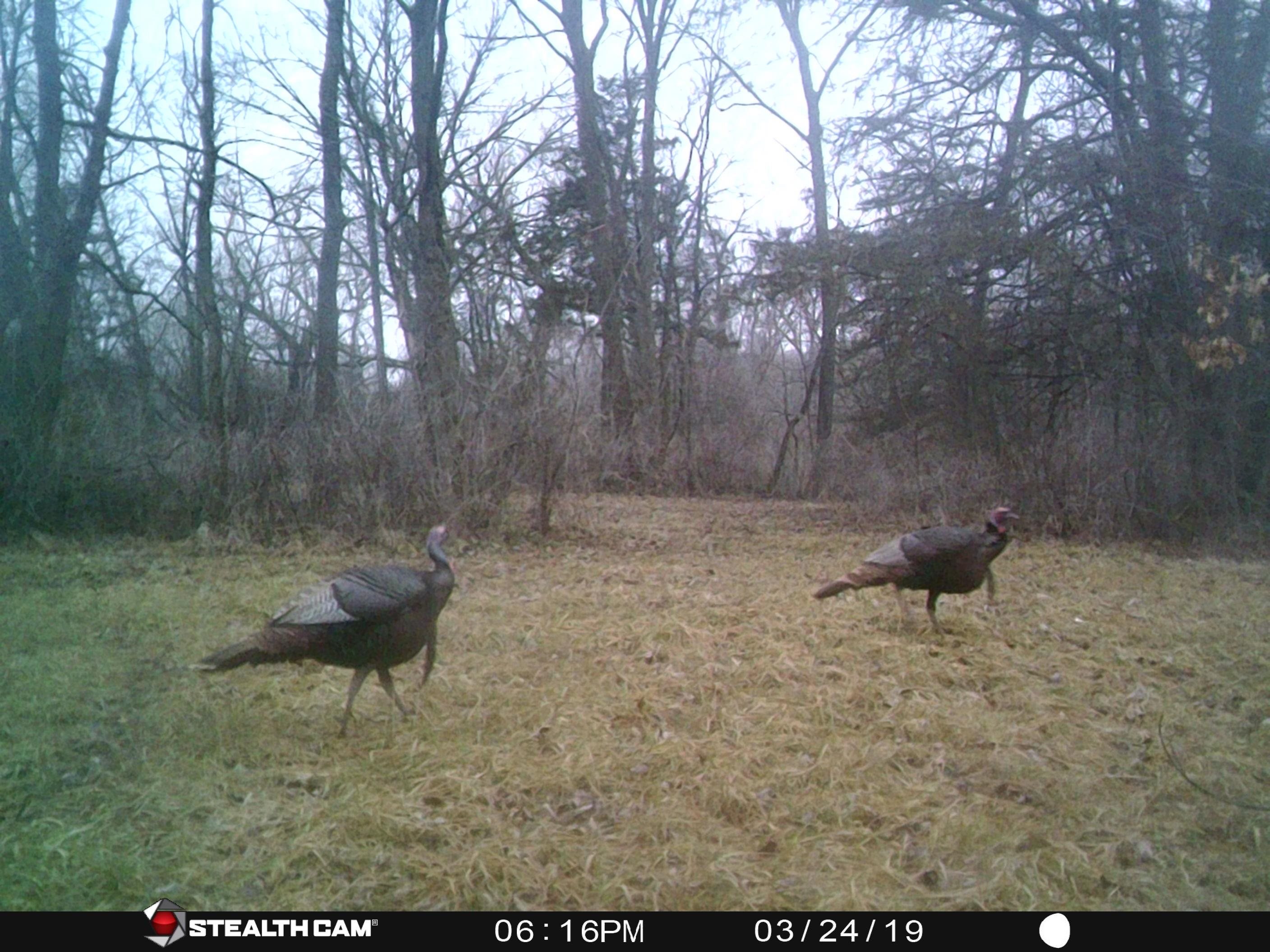 Tbd Miche Road Pearl City, IL 61062 - Photo 13 of 64