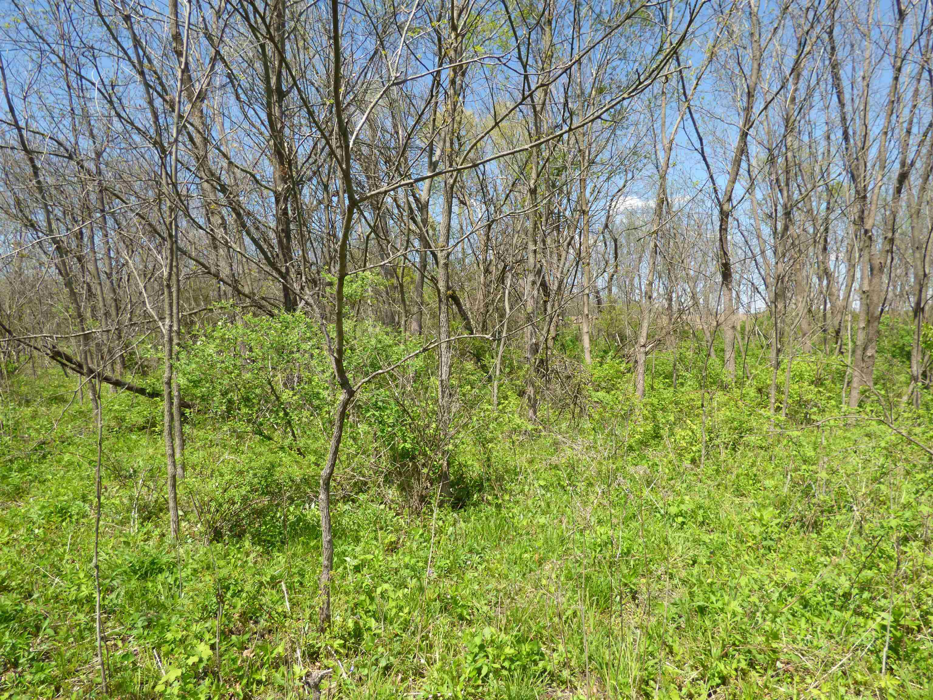 Tbd Miche Road Pearl City, IL 61062 - Photo 49 of 64