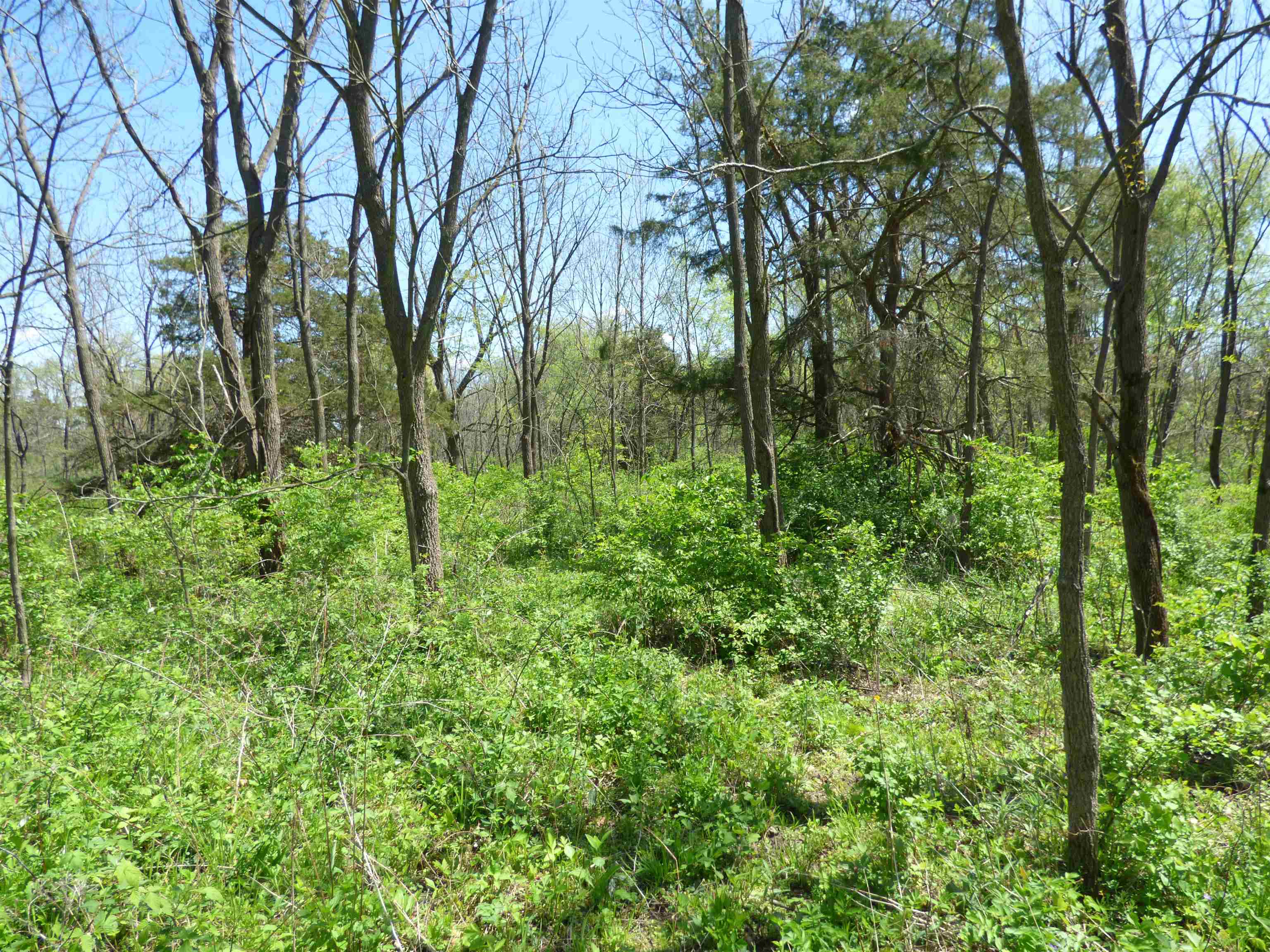 Tbd Miche Road Pearl City, IL 61062 - Photo 52 of 64 a view of a garden