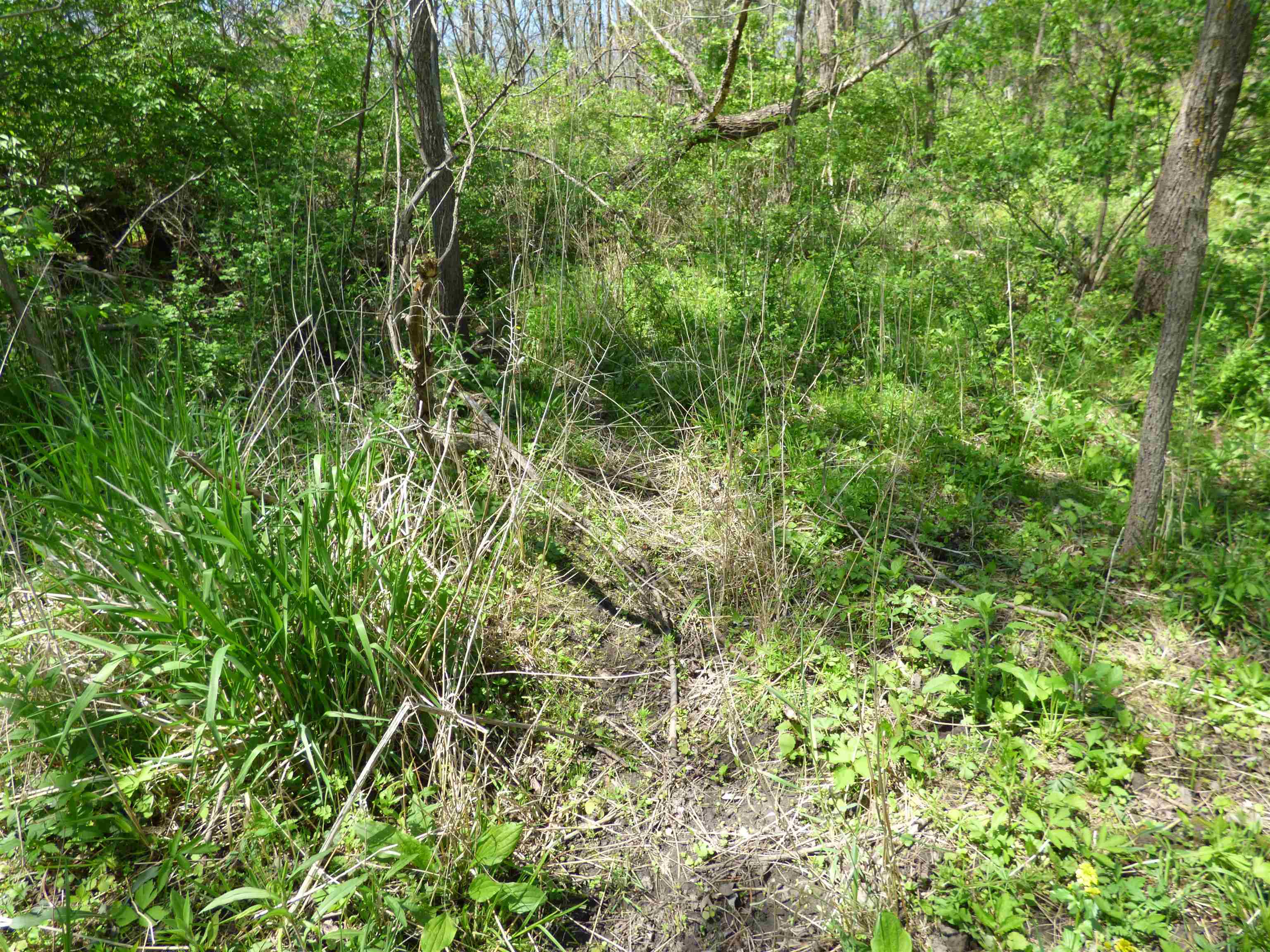 Tbd Miche Road Pearl City, IL 61062 - Photo 53 of 64 a view of a lush green forest