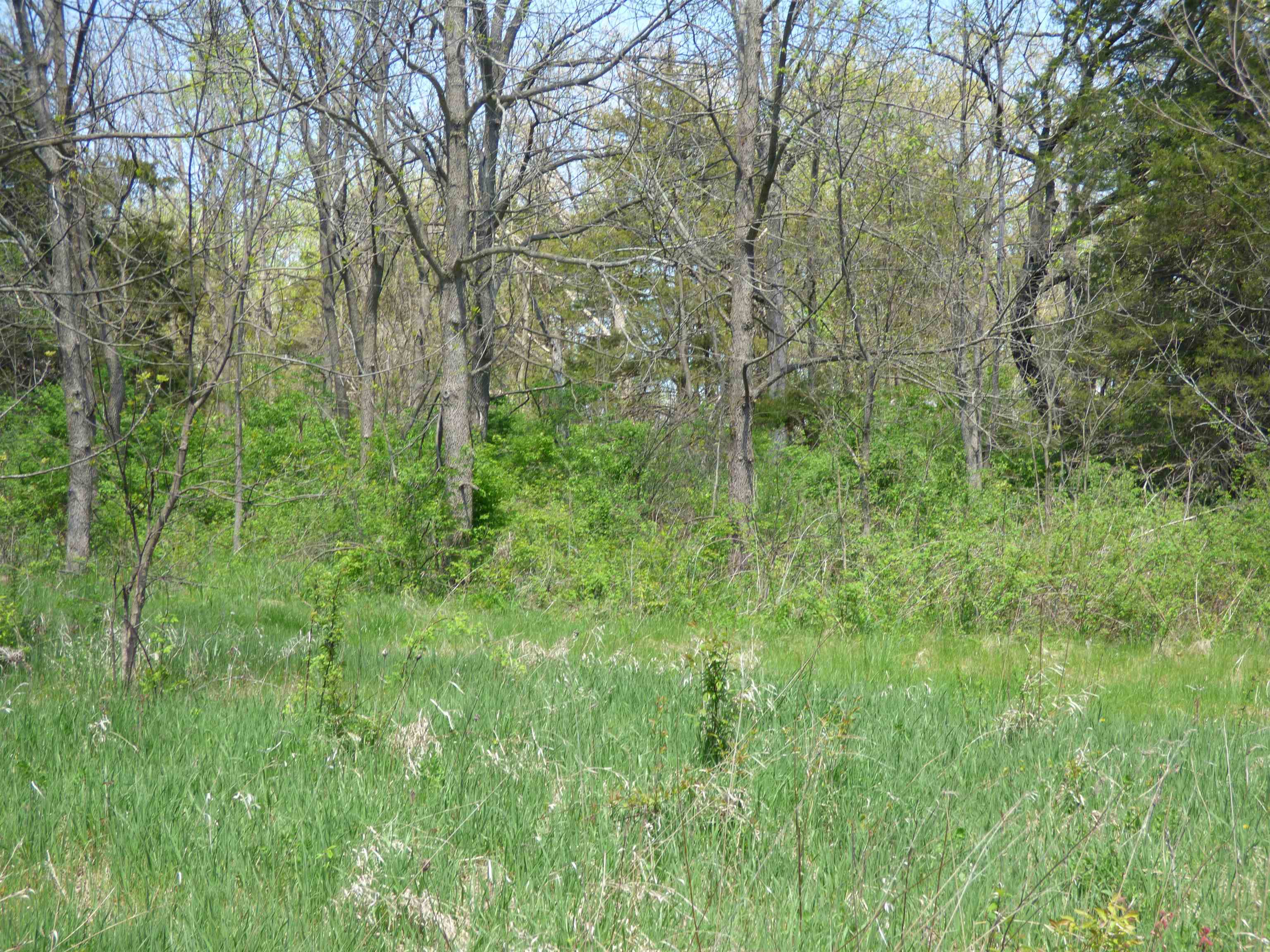 Tbd Miche Road Pearl City, IL 61062 - Photo 61 of 64 a view of a lush green forest