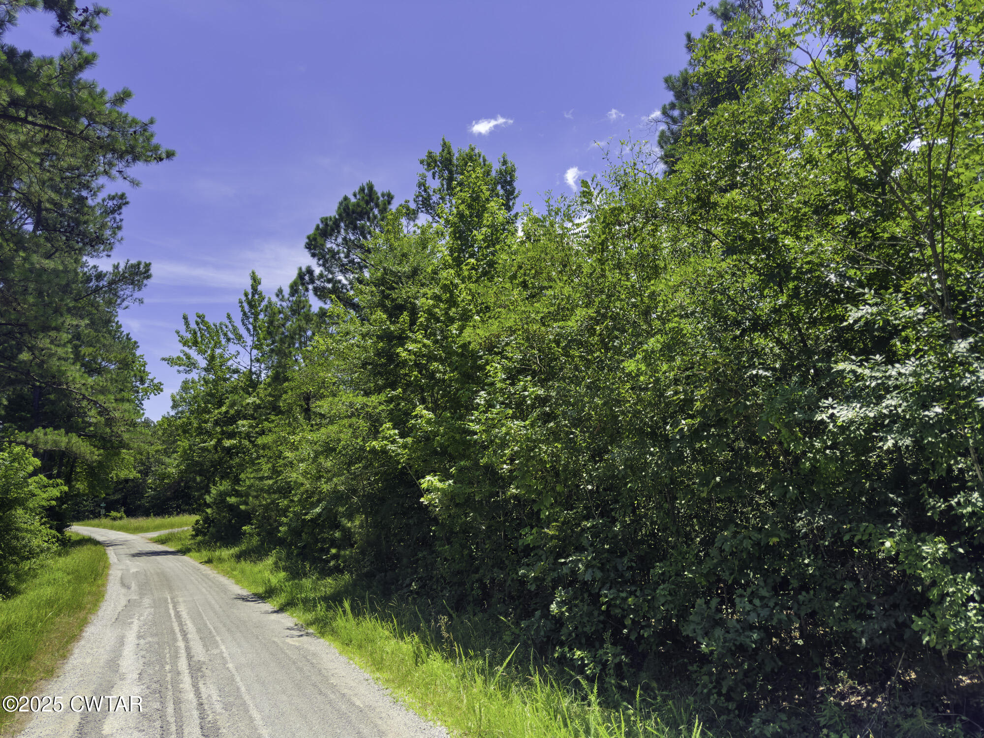 0 Jones Road Lexington, TN 38351 - Photo 15 of 28 a view of a yard with plants and large trees