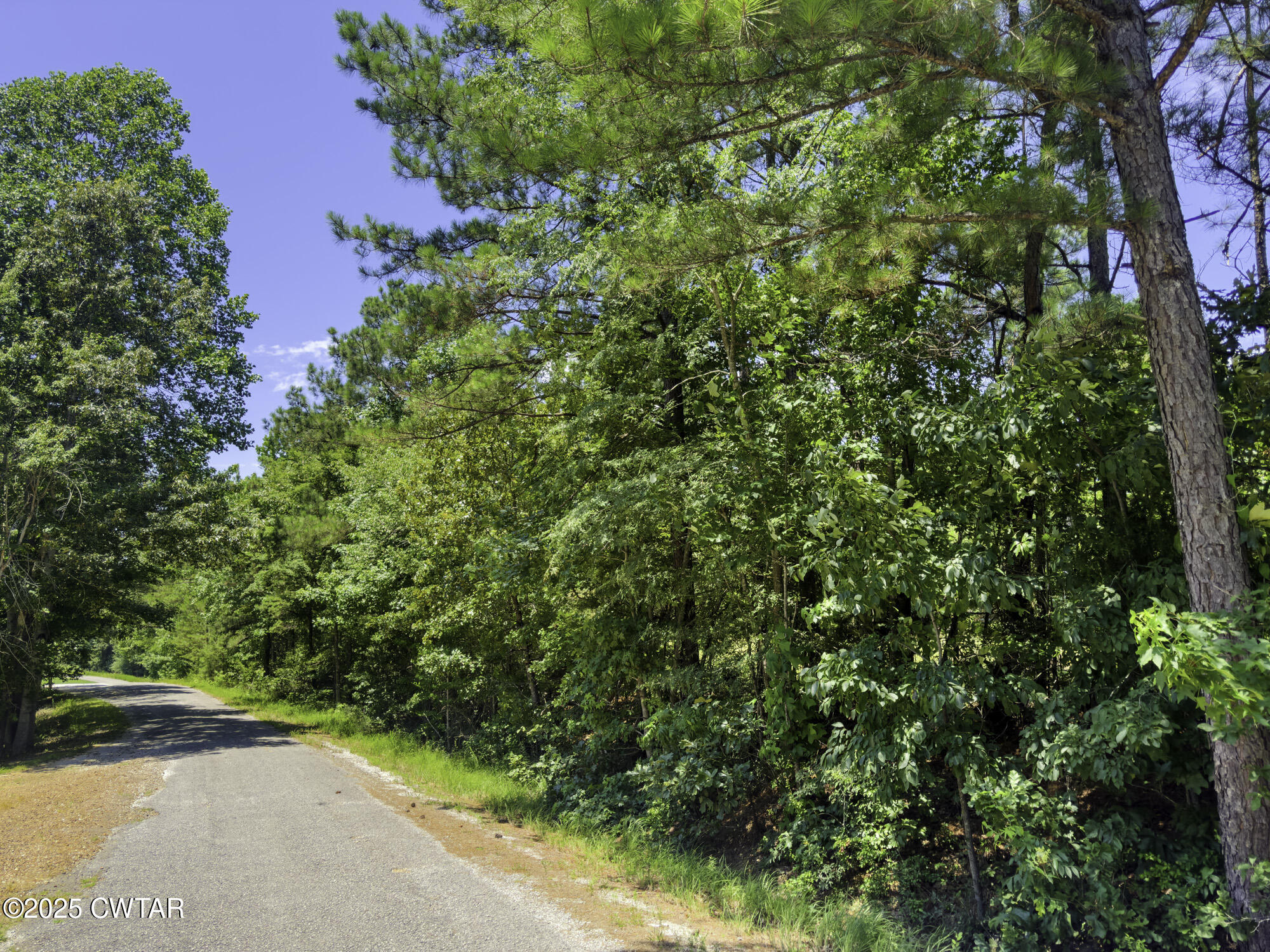 0 Jones Road Lexington, TN 38351 - Photo 17 of 28 a view of a yard with a tree