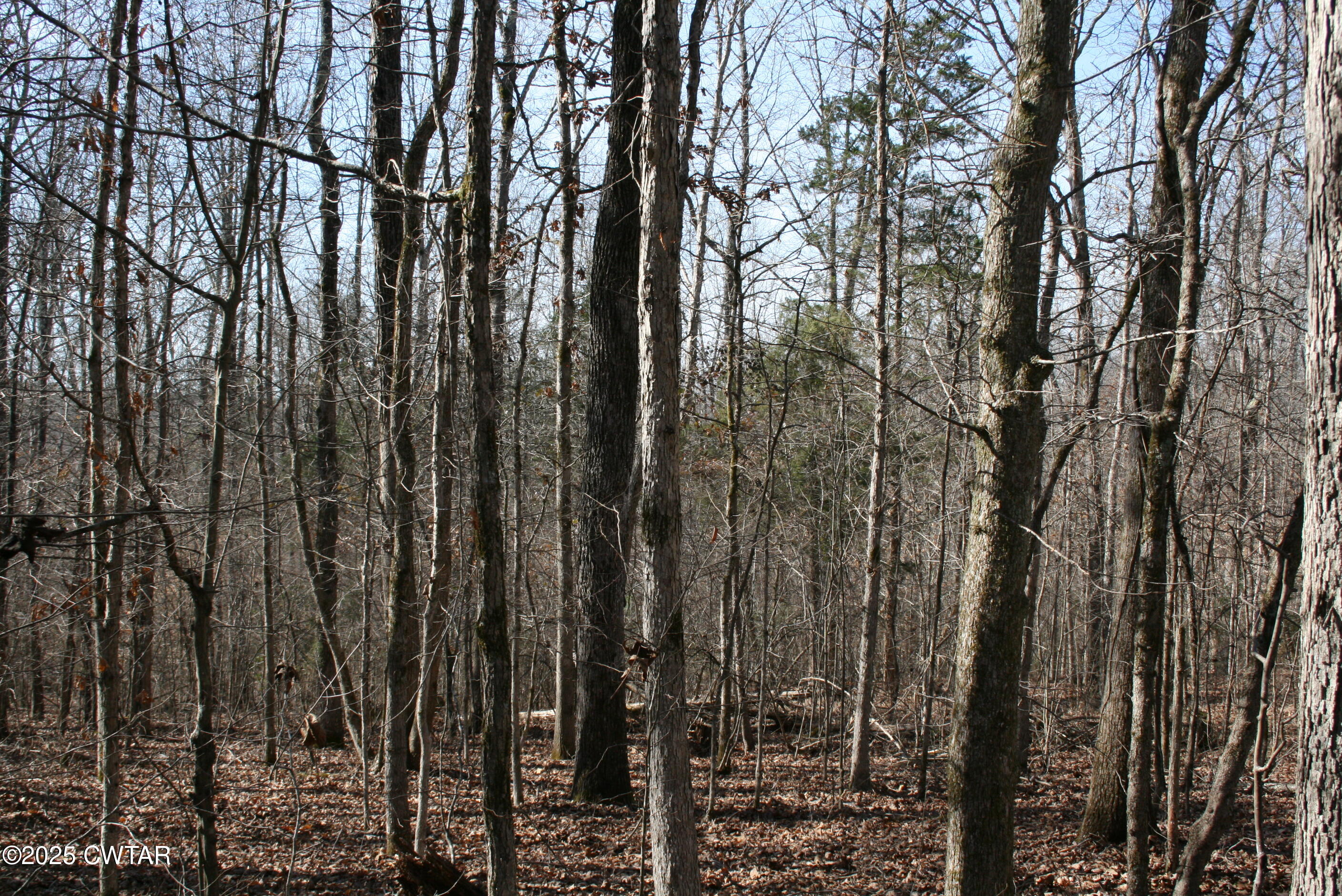 0 Jones Road Lexington, TN 38351 - Photo 19 of 28 a view of a forest
