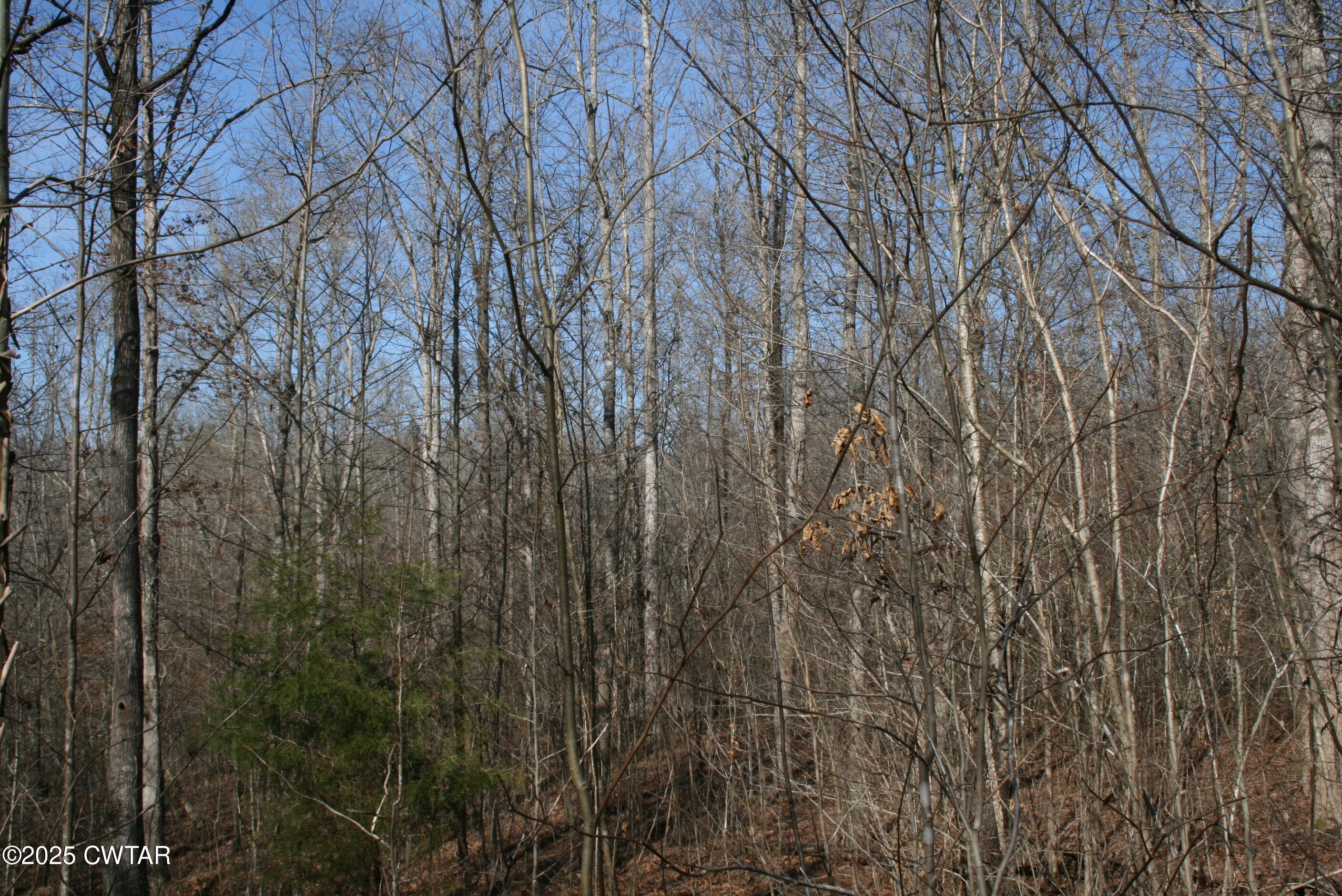 0 Jones Road Lexington, TN 38351 - Photo 20 of 28 a view of a yard with a tree
