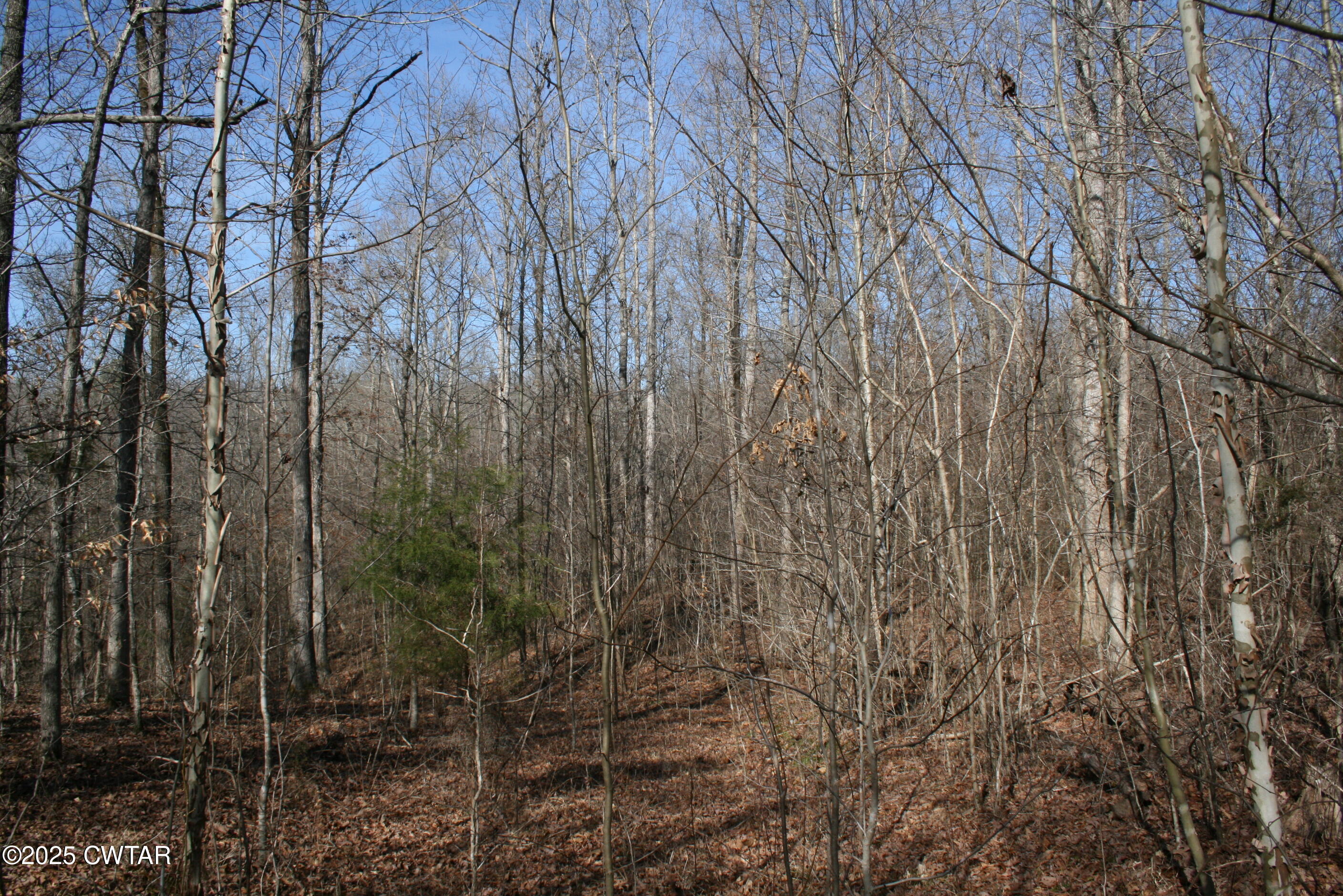 0 Jones Road Lexington, TN 38351 - Photo 21 of 28 a view of a yard