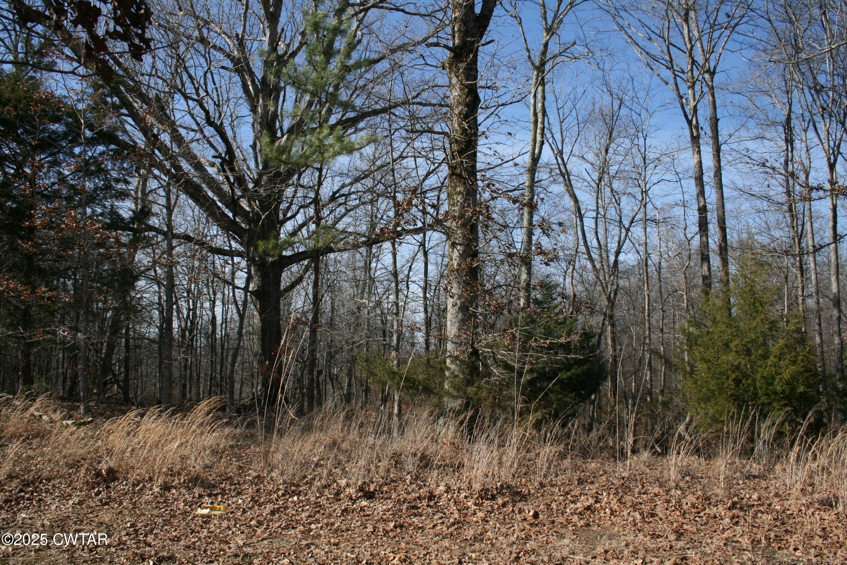 0 Jones Road Lexington, TN 38351 - Photo 22 of 28 a view of backyard with green space
