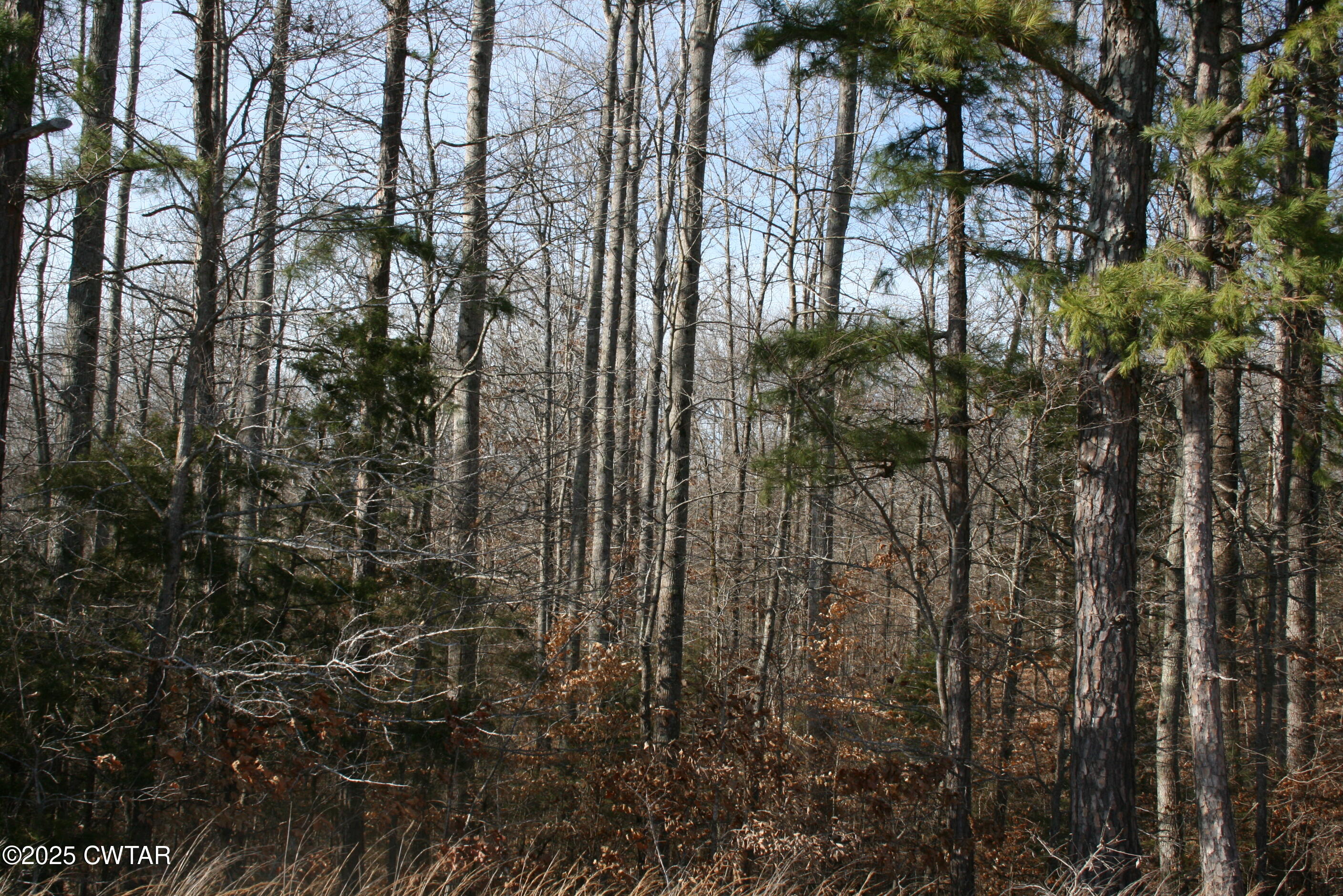 0 Jones Road Lexington, TN 38351 - Photo 25 of 28 a view of forest