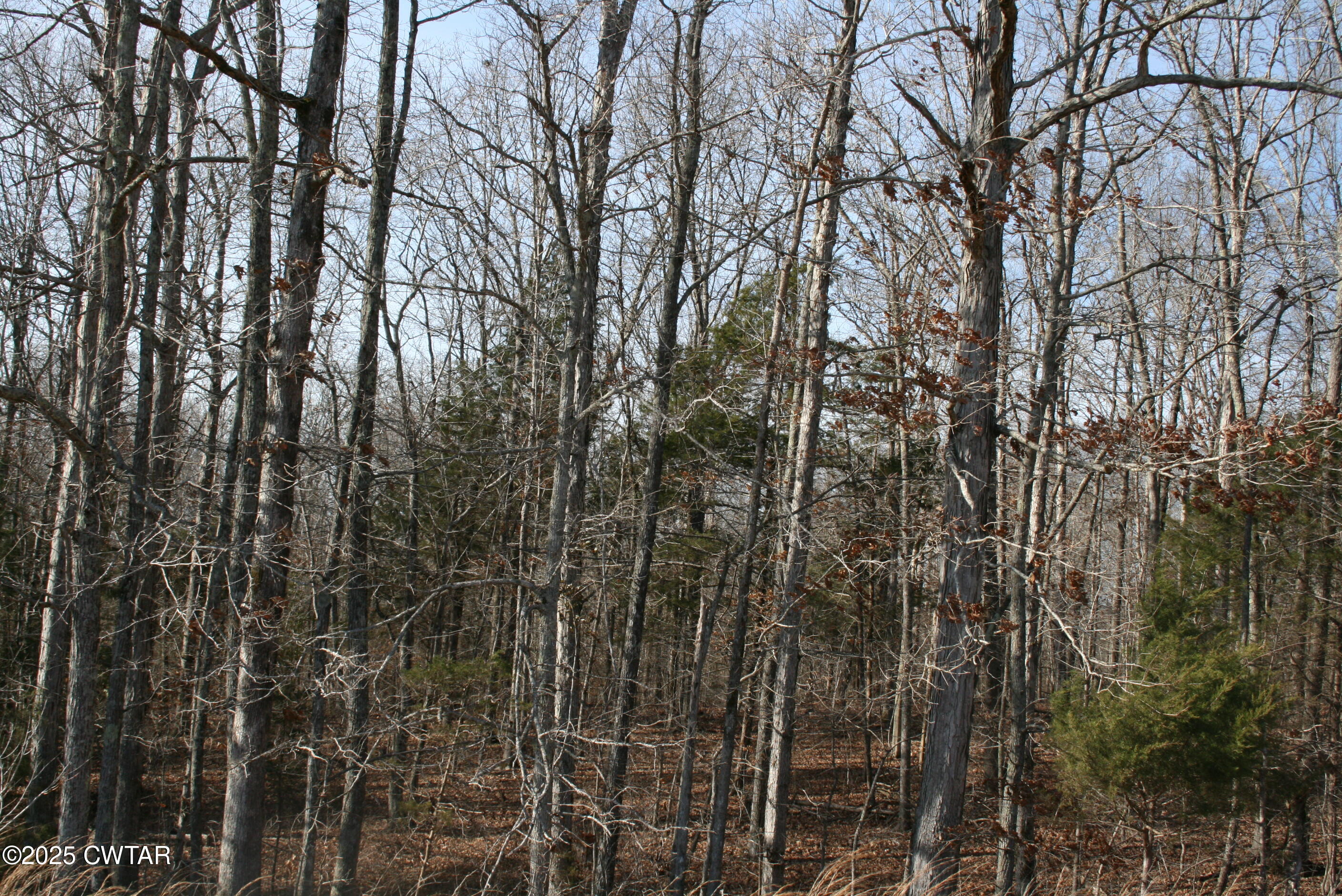 0 Jones Road Lexington, TN 38351 - Photo 26 of 28 a view of a yard