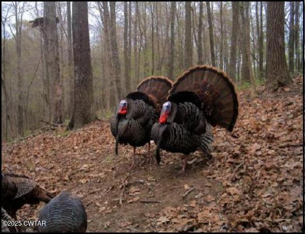 0 Jones Road Lexington, TN 38351 - Photo 28 of 28 a room with a bed and a chair