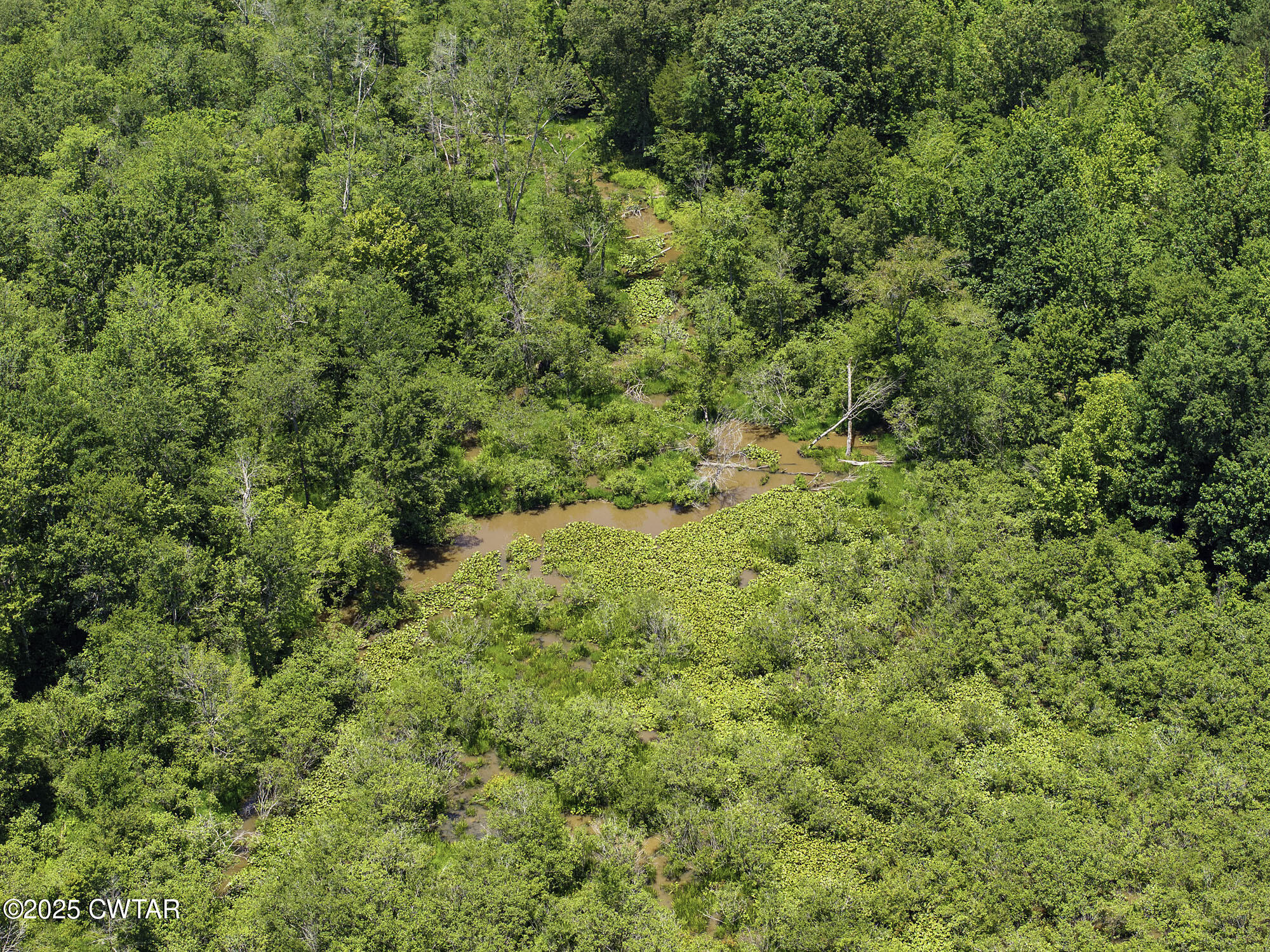 0 Jones Road Lexington, TN 38351 - Photo 5 of 28 a view of a big yard with plants and large trees