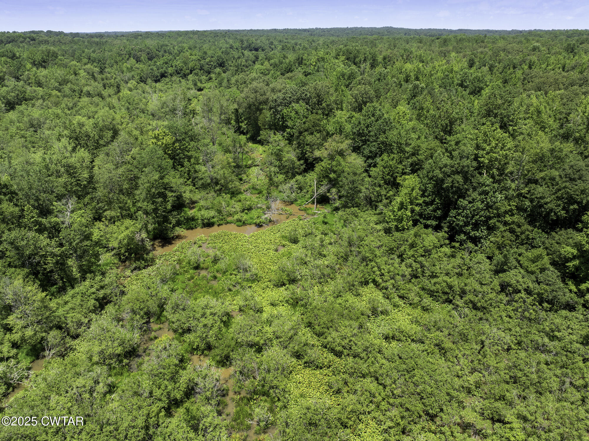 0 Jones Road Lexington, TN 38351 - Photo 6 of 28 a view of a lush green forest with lots of trees