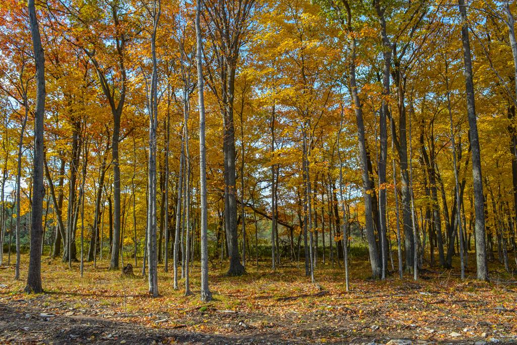 Bluff Lane Fish Creek, WI 54212 - Photo 1 of 9