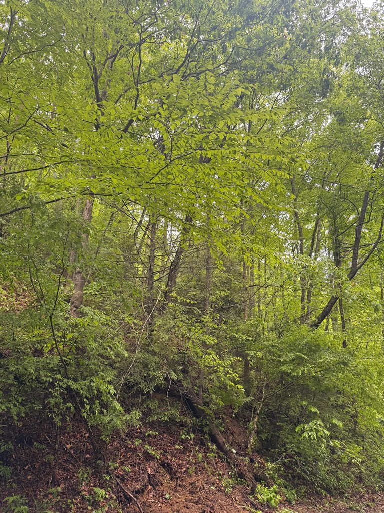 0 Chestnut Cv Road Sylva, NC 28779 - Photo 13 of 13