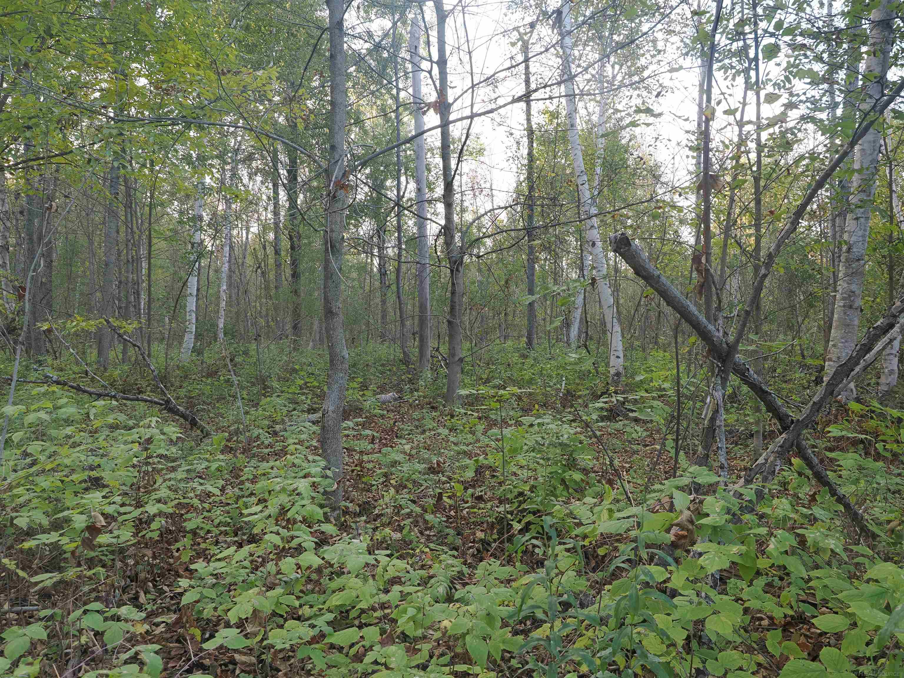 Xxx Tolan Road Spruce, MI 48762 - Photo 34 of 79