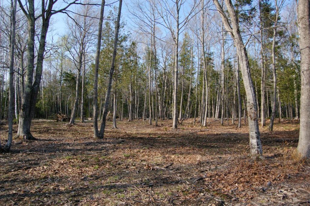 Lot 103 Pound Hill Road Northport, ME 04849 - Photo 1 of 9 Photo