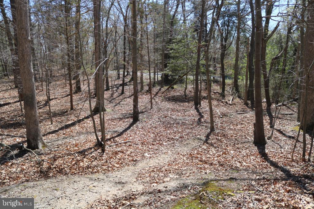 351 Shaws Mill Road Cedarville, NJ 08311 - Photo 23 of 84