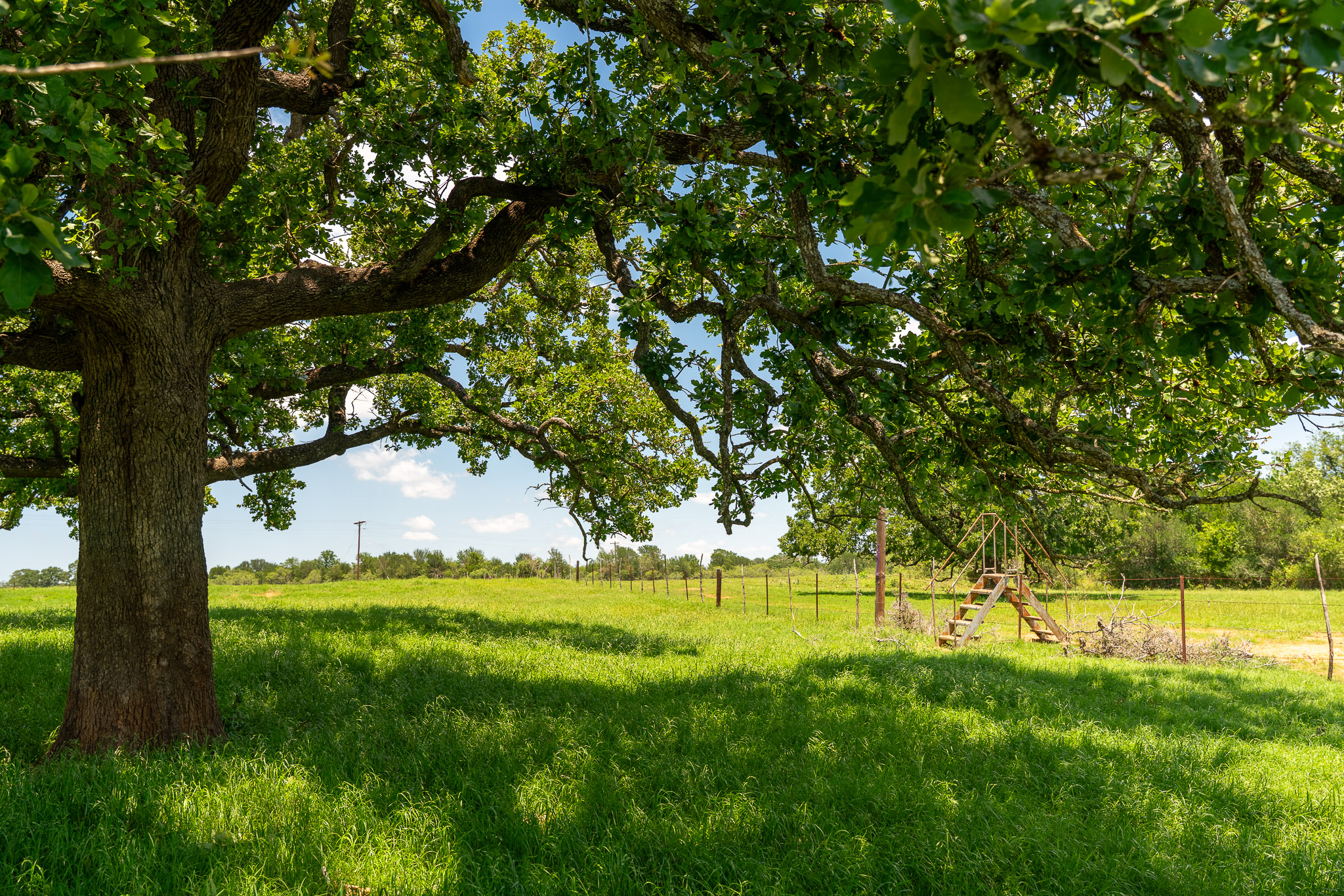 400 619th Spur Elgin, TX 78621 - Photo 15 of 40 Mature oak trees shade a vast green pasture under a bright sky.