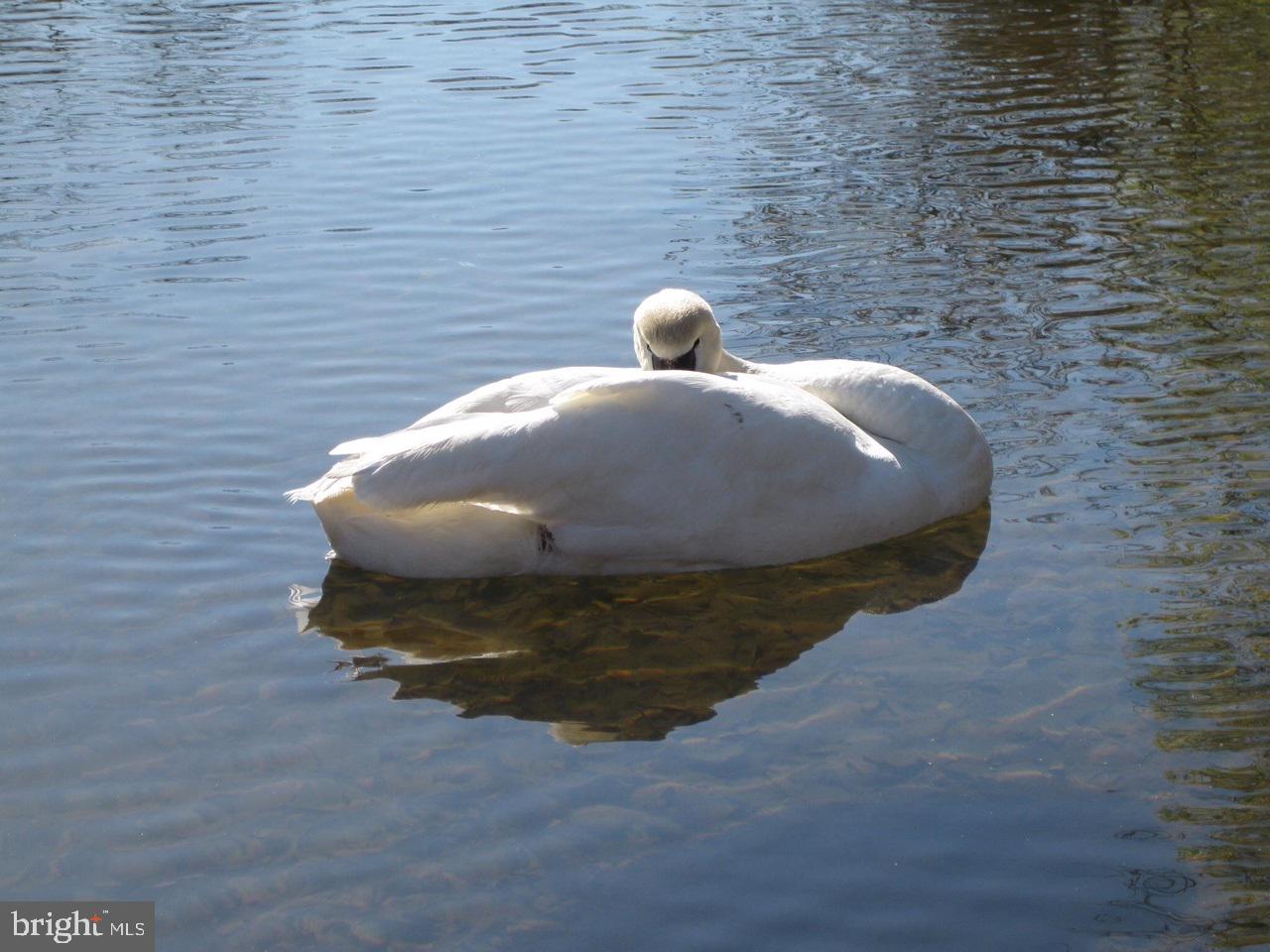 116 Lee Circle Locust Grove, VA 22508 - Photo 30 of 30 It's another beautiful day at the lake!