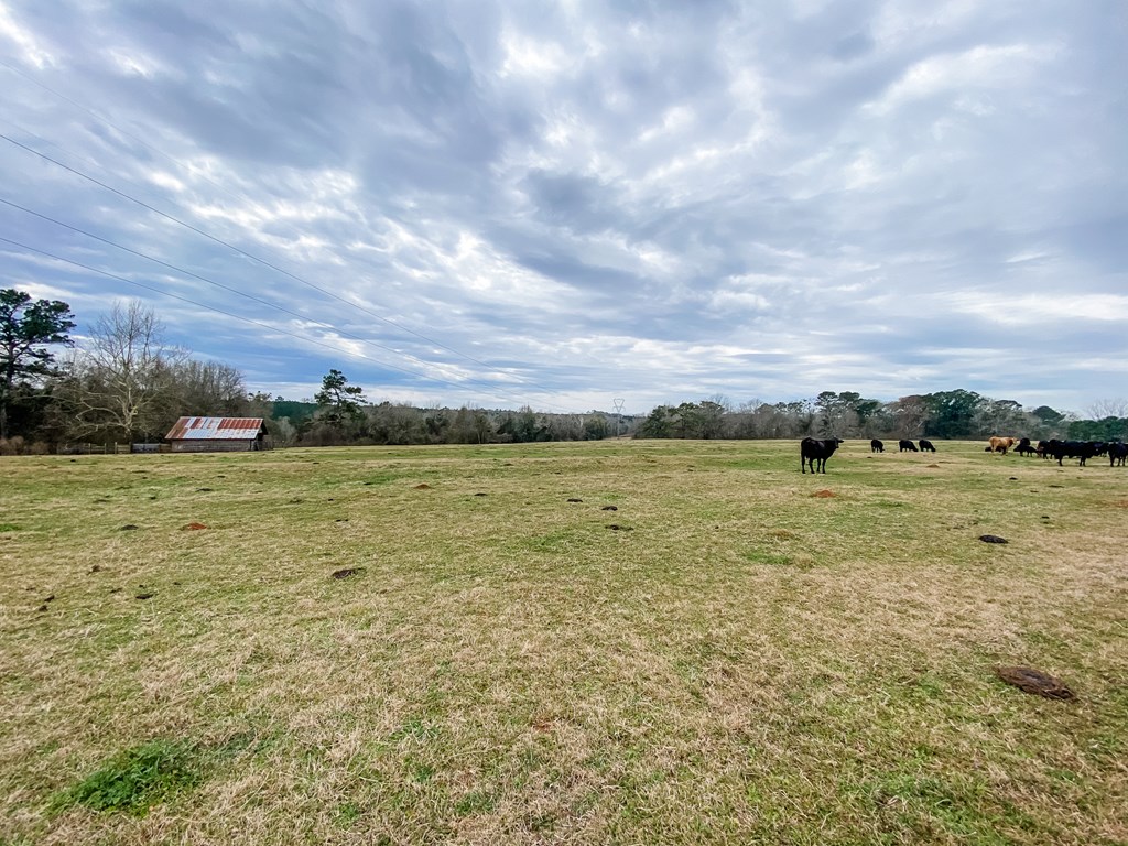 0 Tom Fain Road Geneva, AL 36340 - Photo 8 of 13
