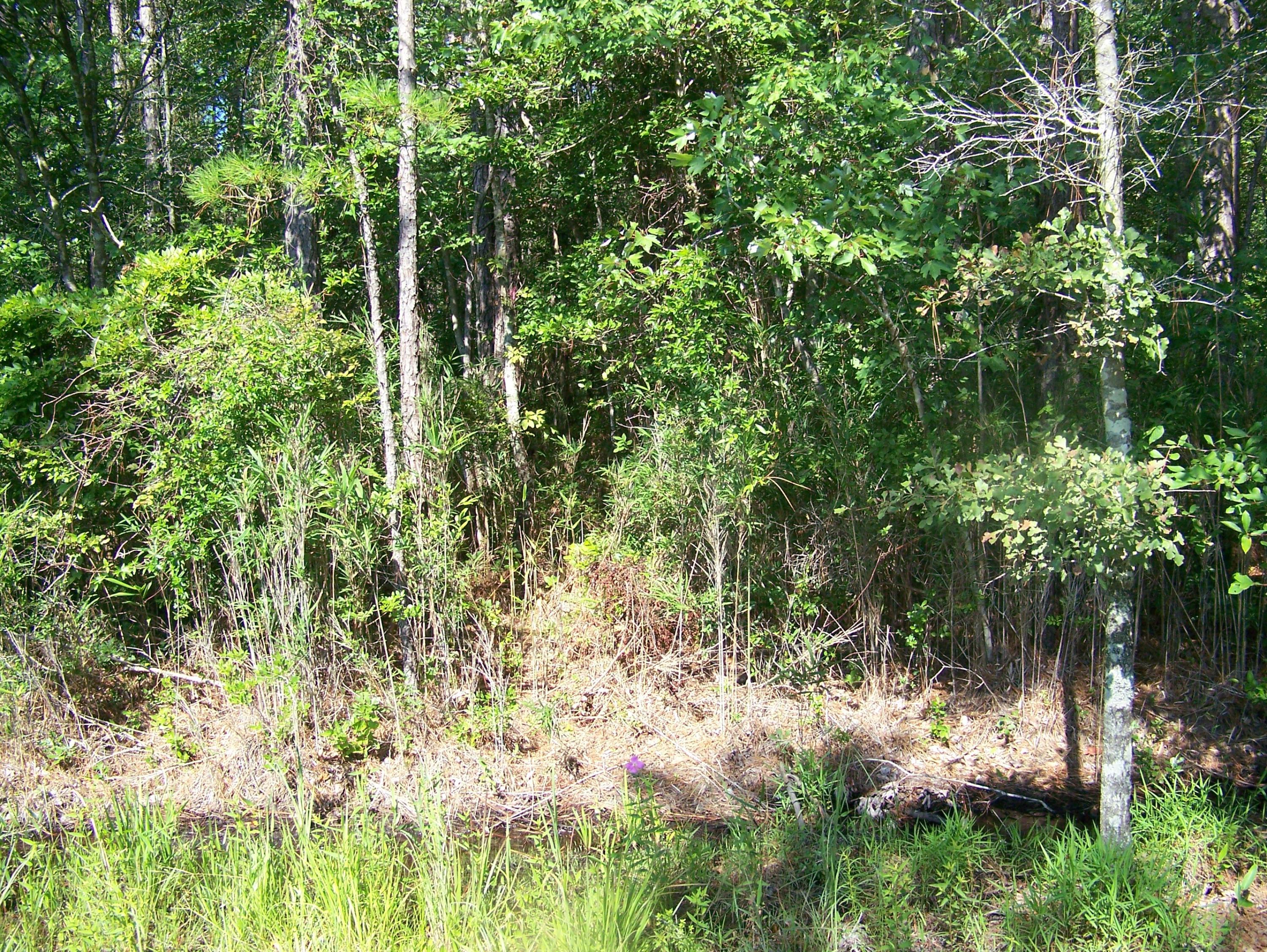 290 Sparrow Road Boiling Spring Lakes, NC 28461 - Photo 1 of 1 wooded