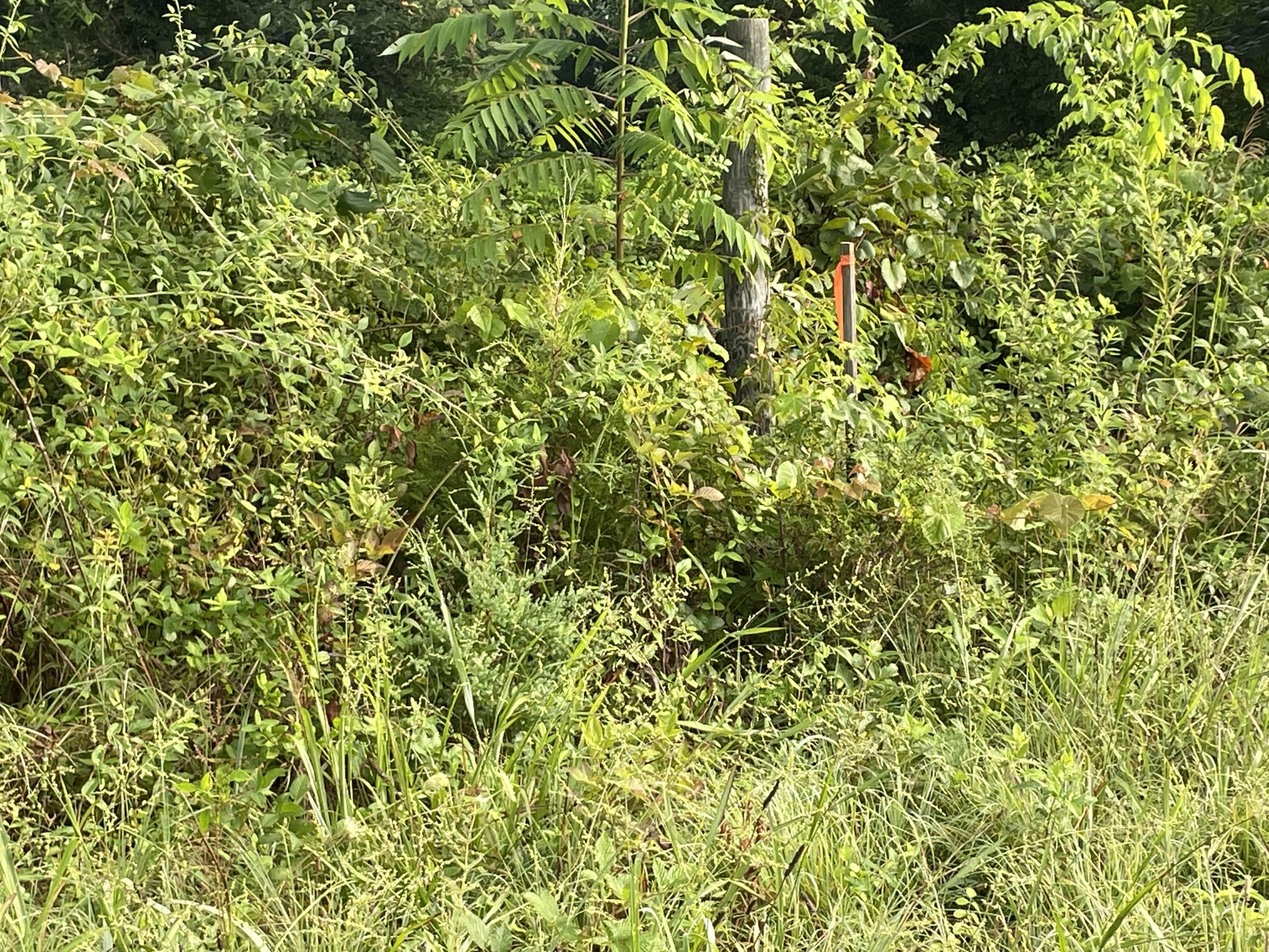 1 Union Ridge Road Wartrace, TN 37183 - Photo 8 of 30 a view of a lush green field