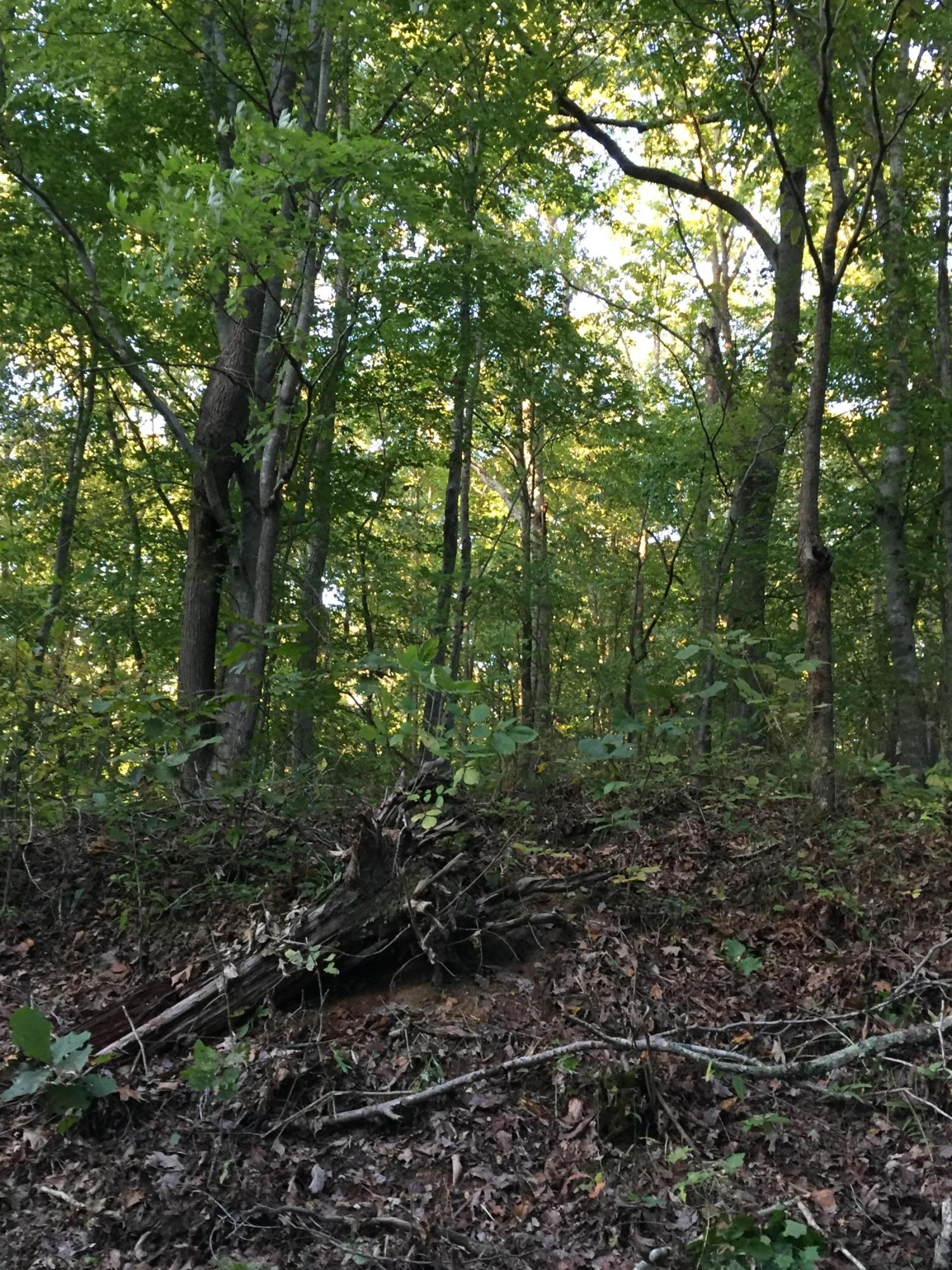 Elm Ridge Road Washburn, TN 37888 - Photo 2 of 13 IMG_1147