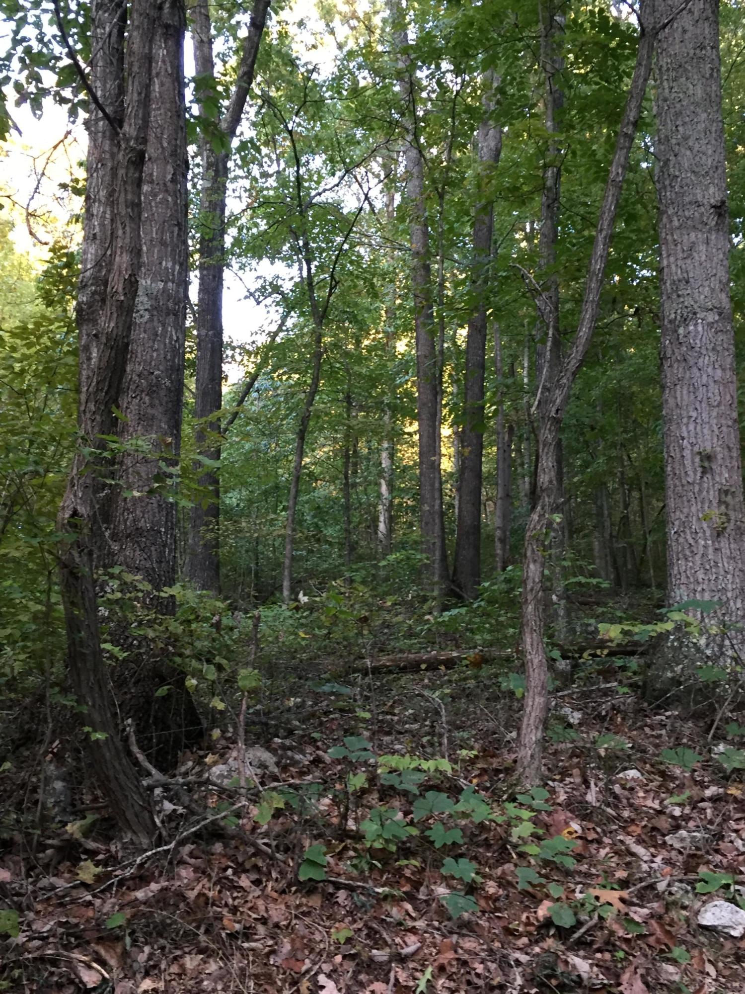 Elm Ridge Road Washburn, TN 37888 - Photo 3 of 13 IMG_1152