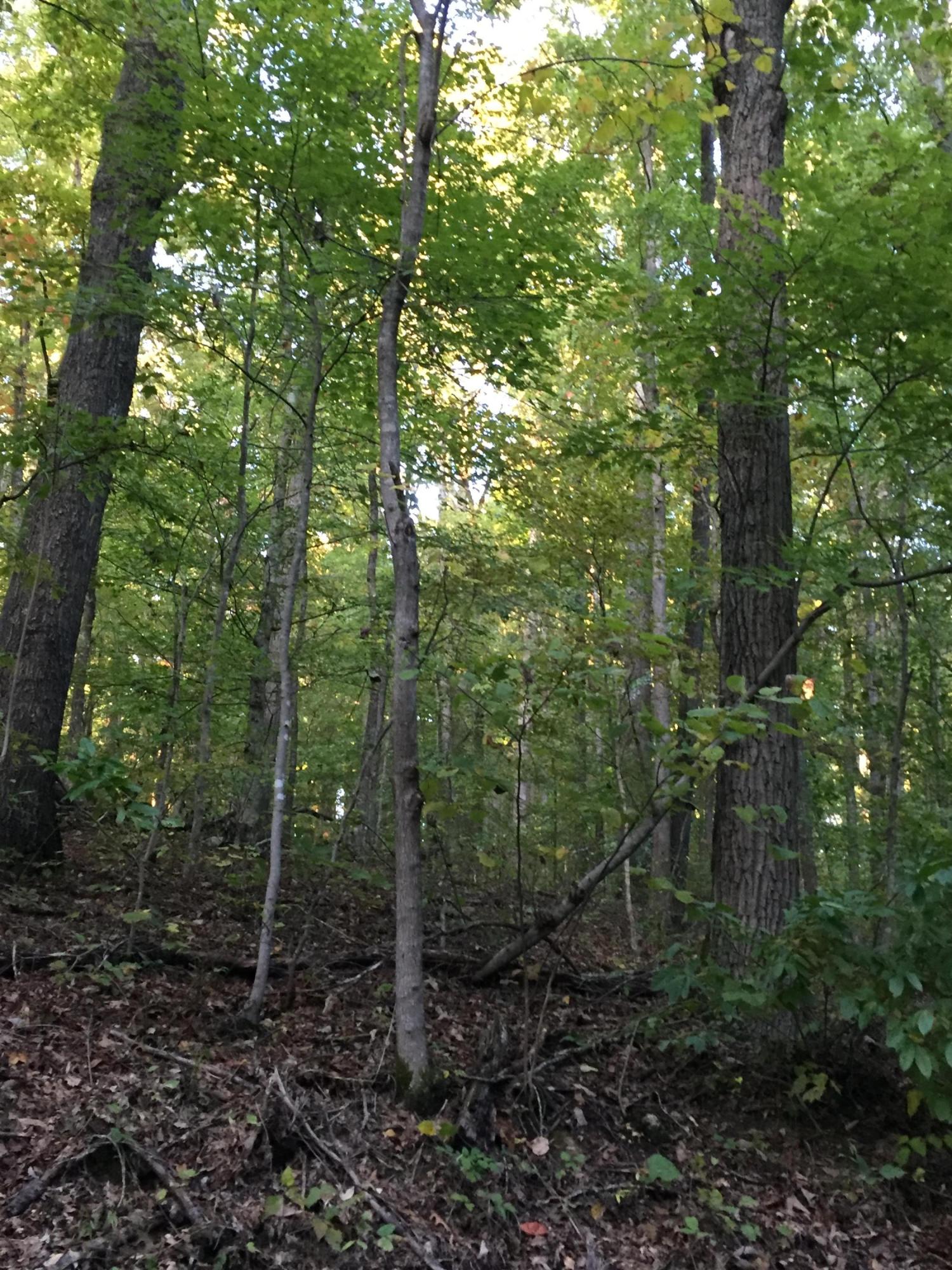 Elm Ridge Road Washburn, TN 37888 - Photo 5 of 13 IMG_1150