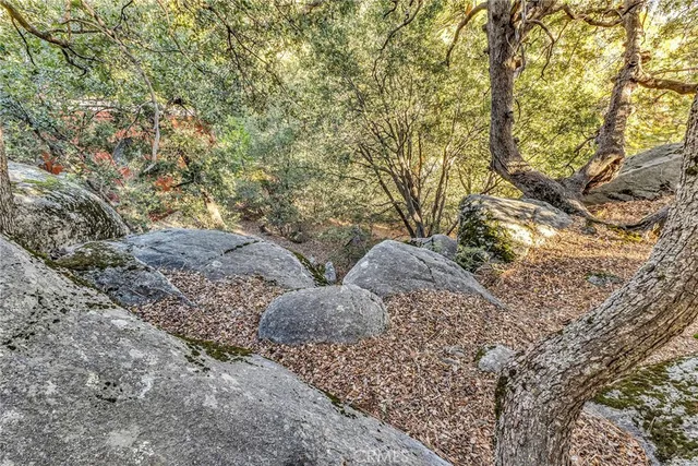 a view of bushes and tree