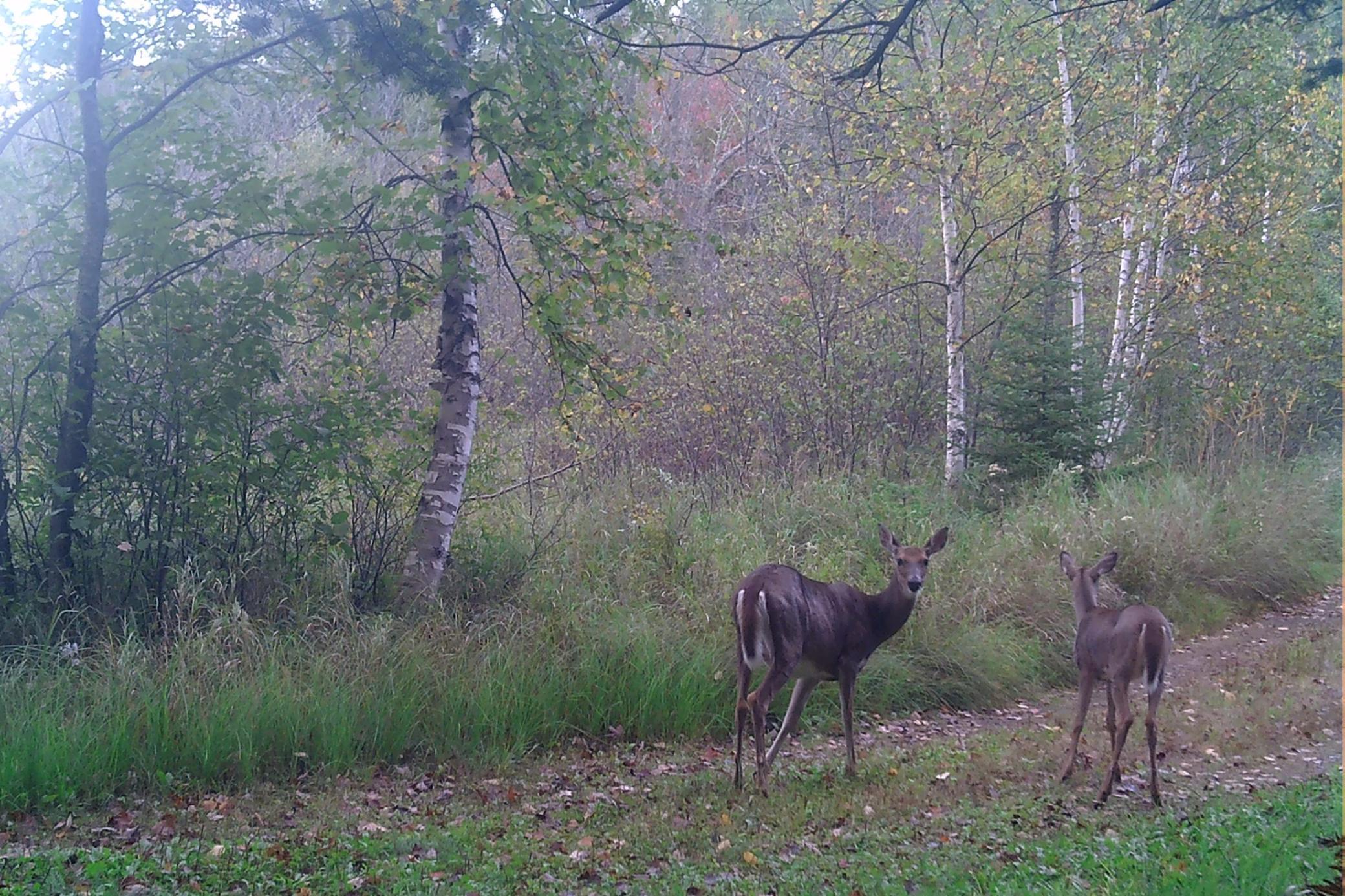 26810 North Hart Lake Road Pengilly, MN 55775 - Photo 13 of 69