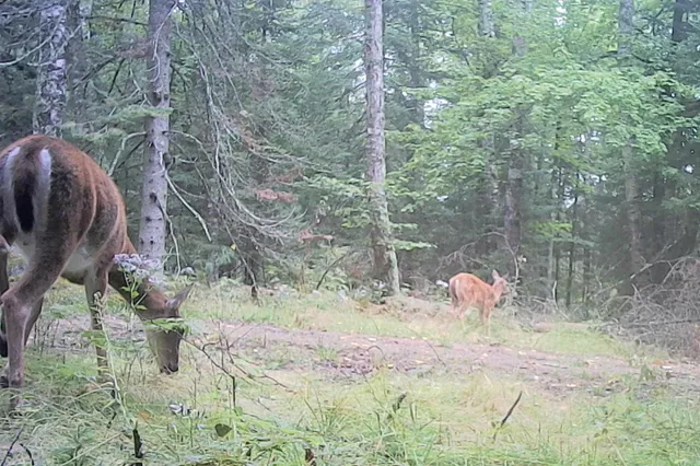 $790,000 | 26810 North Hart Lake Road, Pengilly, MN 55775