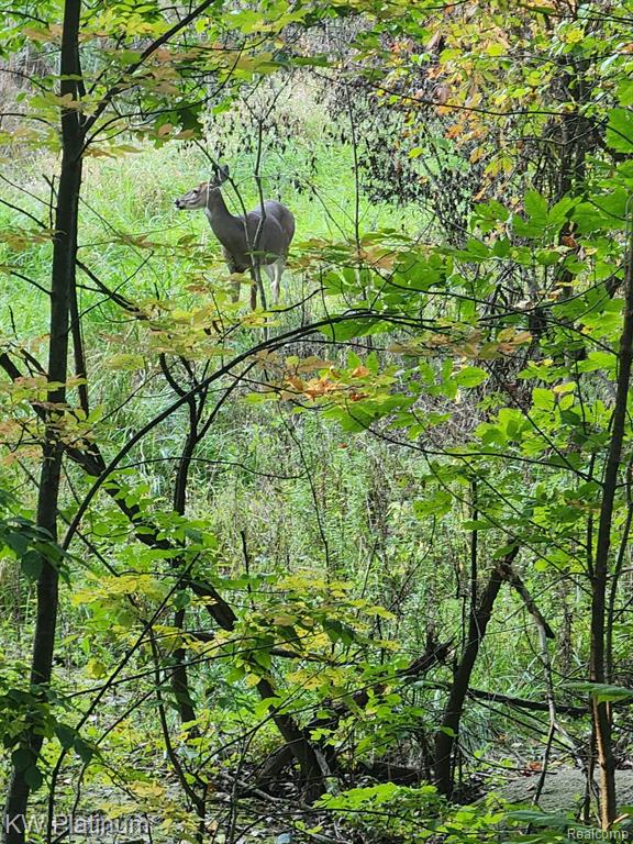 8060 Brockway Road Melvin, MI 48454 - Photo 34 of 39