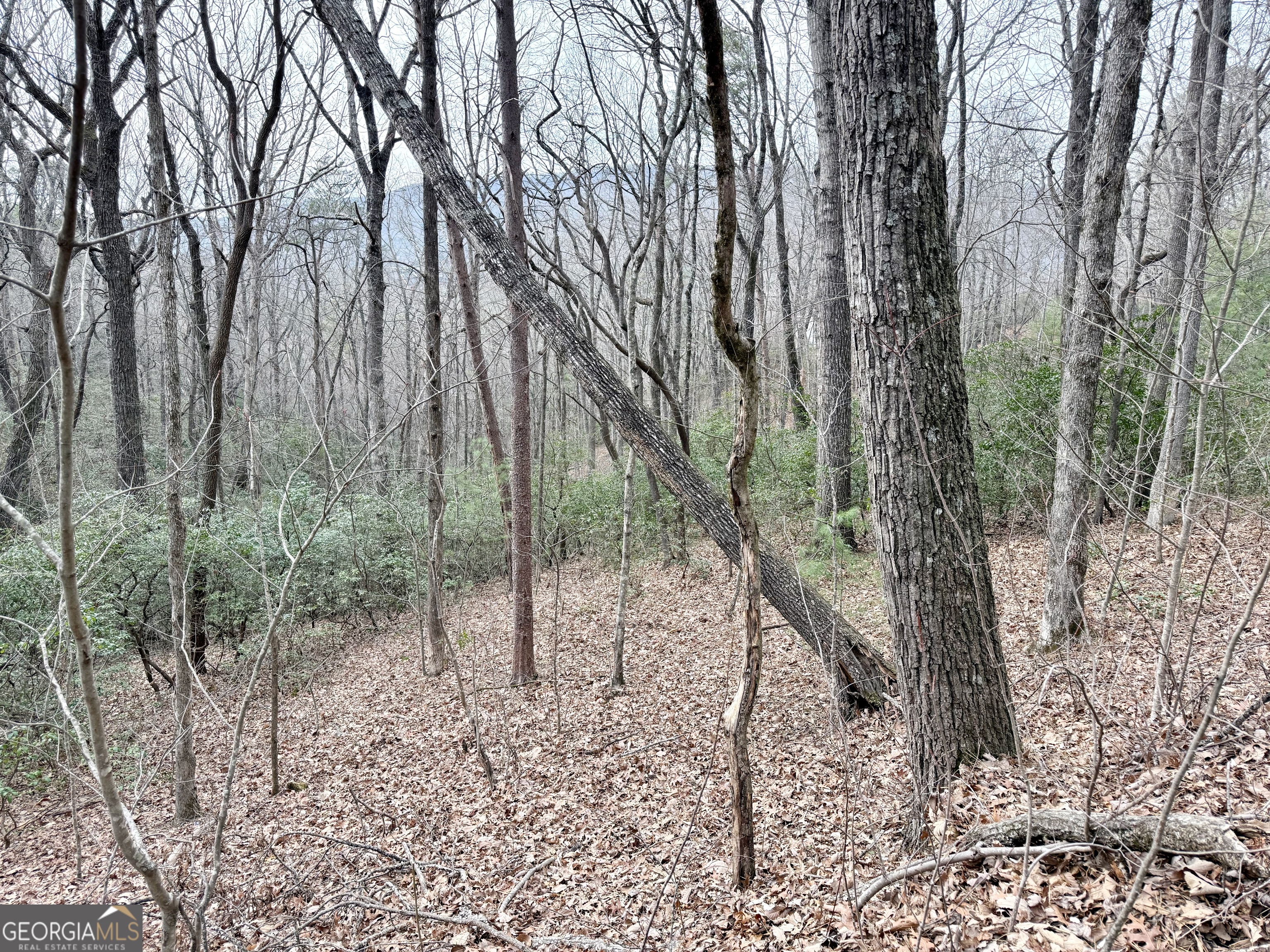 0 Monarch Lane Clayton, GA 30525 - Photo 5 of 5 a view of a forest filled with trees