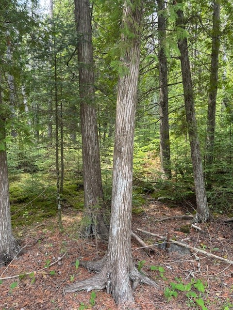 East Cana Island Road Baileys Harbor, WI 54202 - Photo 4 of 5