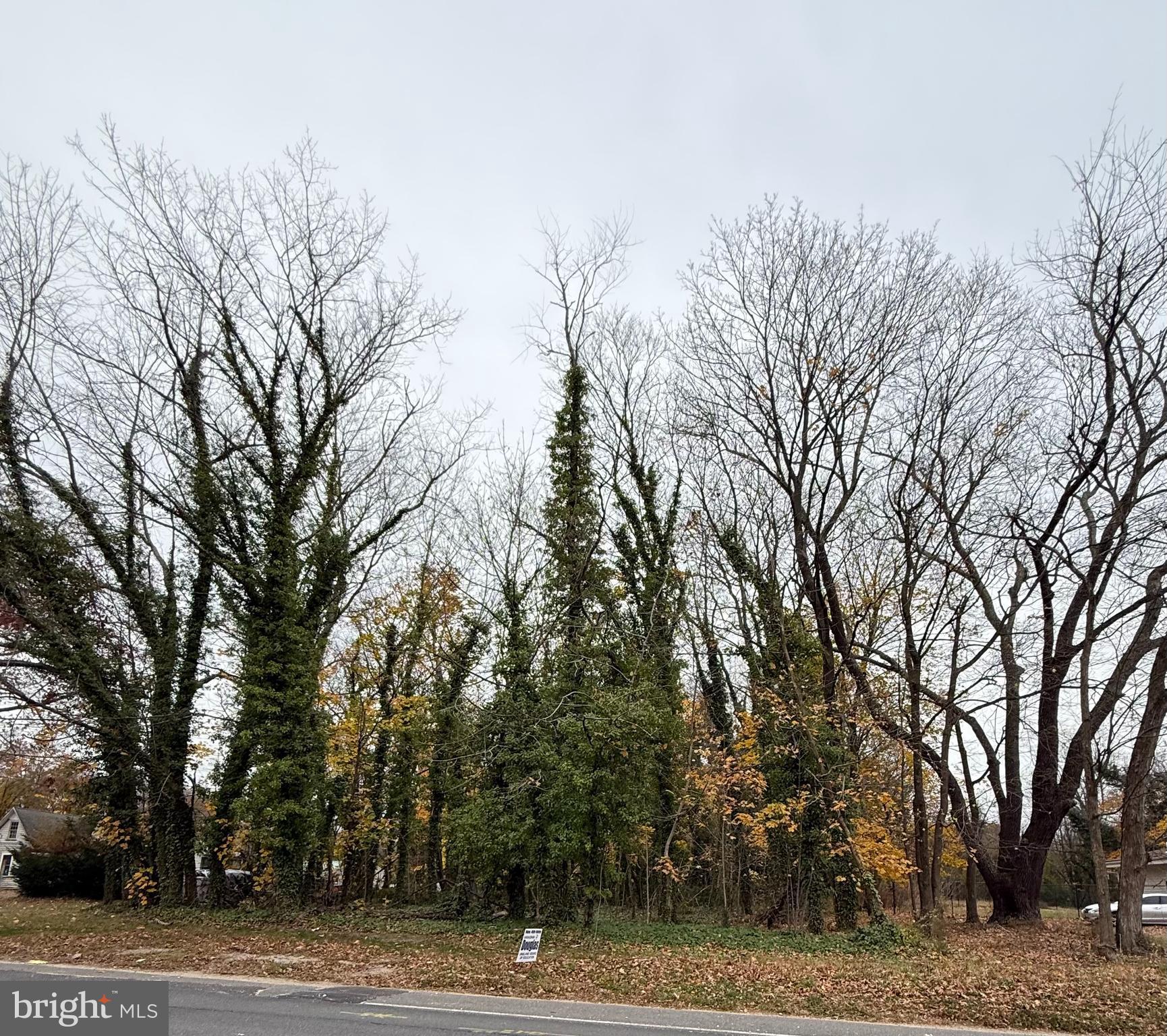 1601 South Spring Road Vineland, NJ 08361 - Photo 7 of 11 a view of a yard with large trees