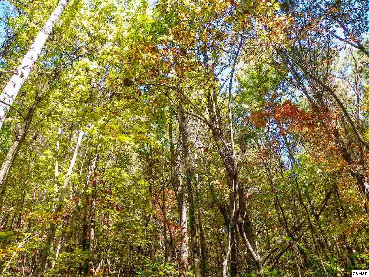 3 Obes Branch Road Sevierville, TN 37876 - Photo 10 of 33 Gallery Image 10