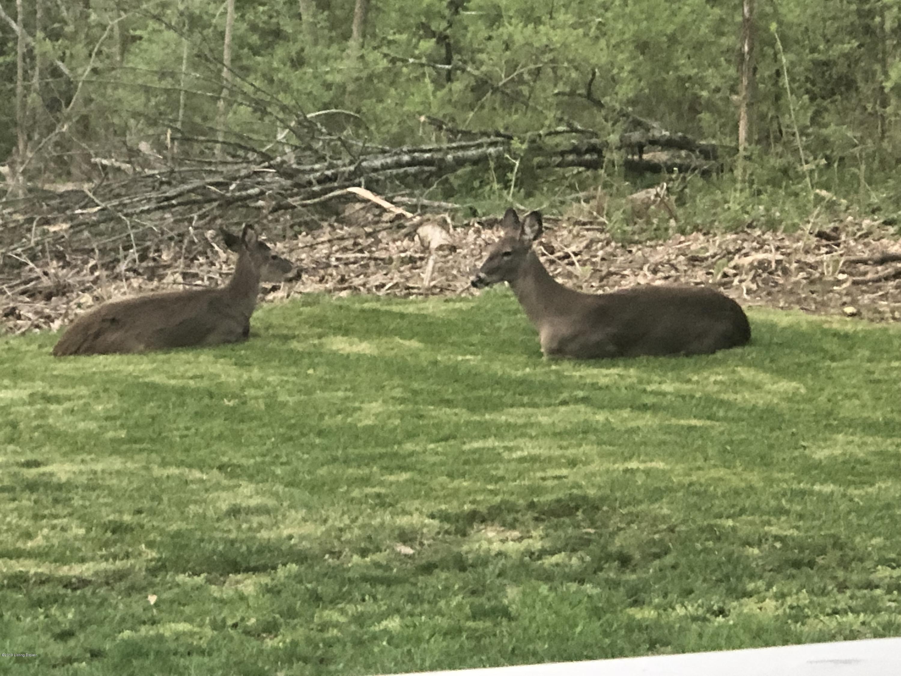 150 Long Run Road Louisville, KY 40245 - Photo 99 of 102 deer